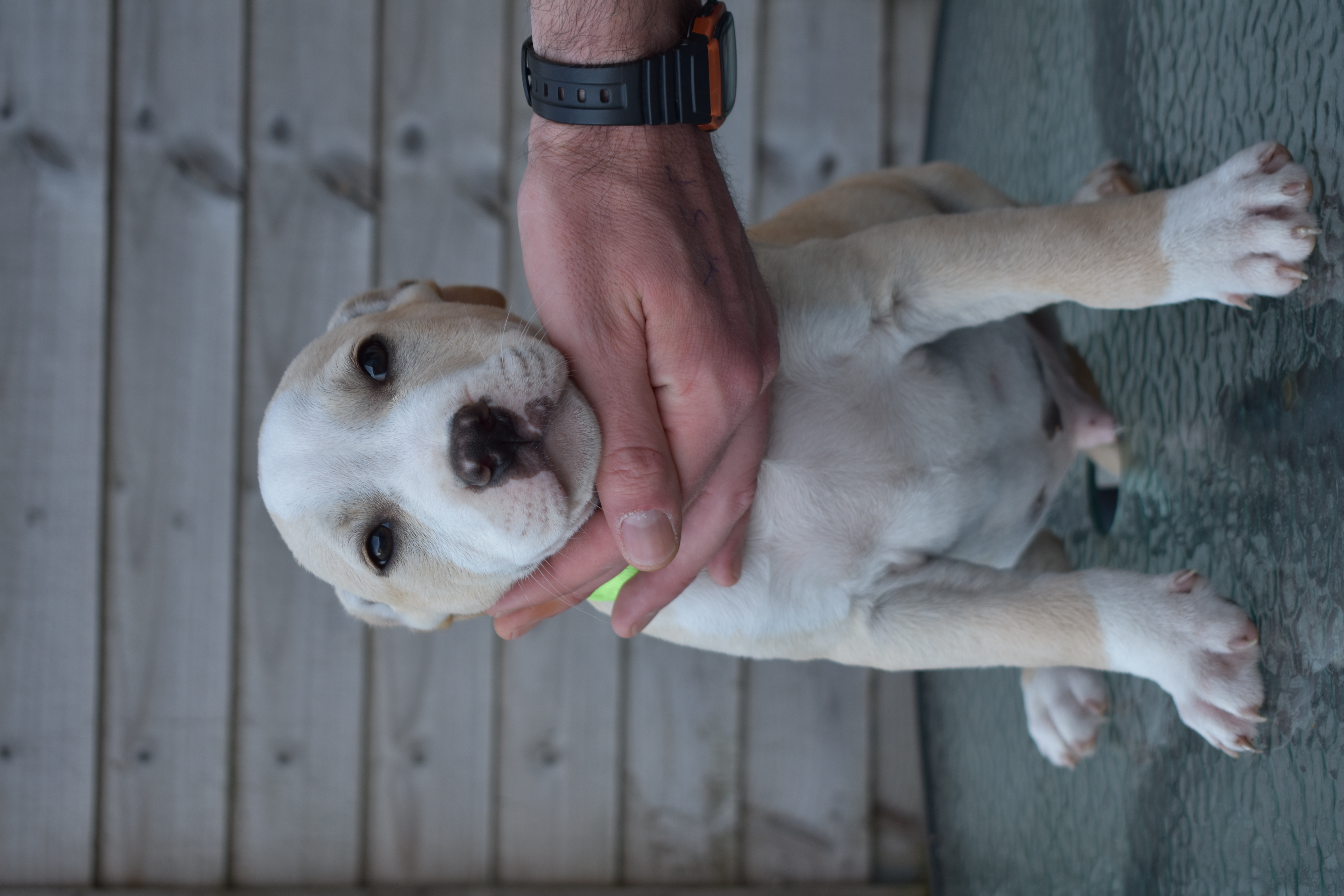 Staffordshire Bull Terrier in Swords