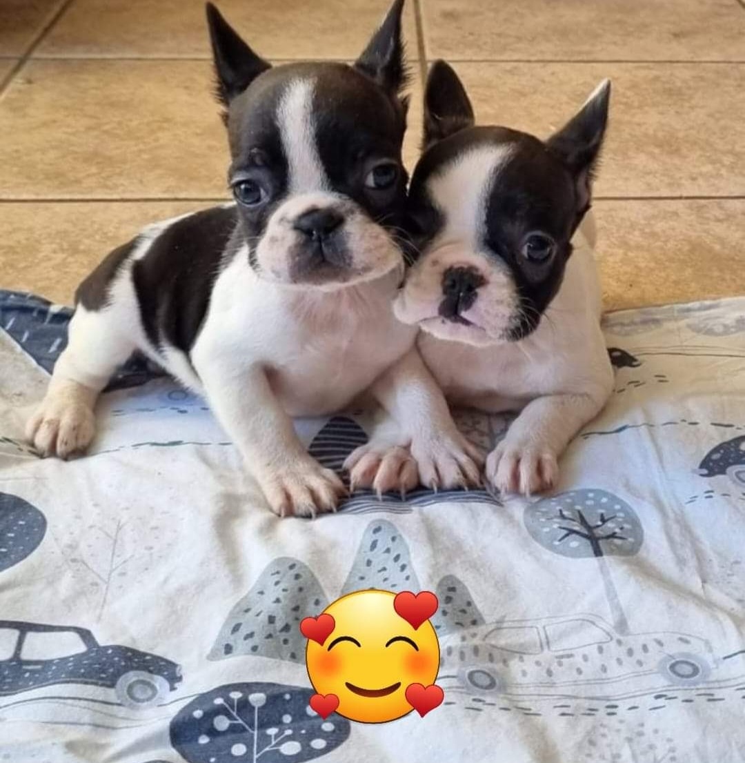 French Bulldog for Sale in Waterford