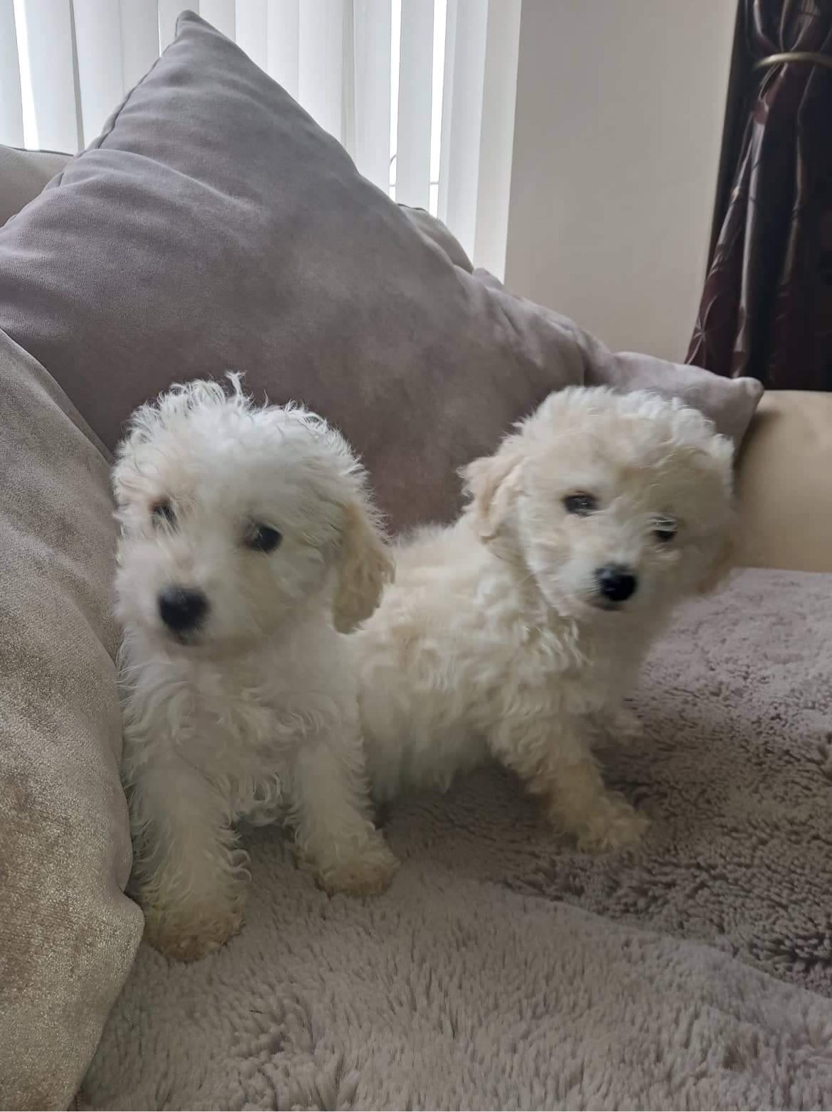 Bichon X Puppies for Sale in Main St - Family-raised