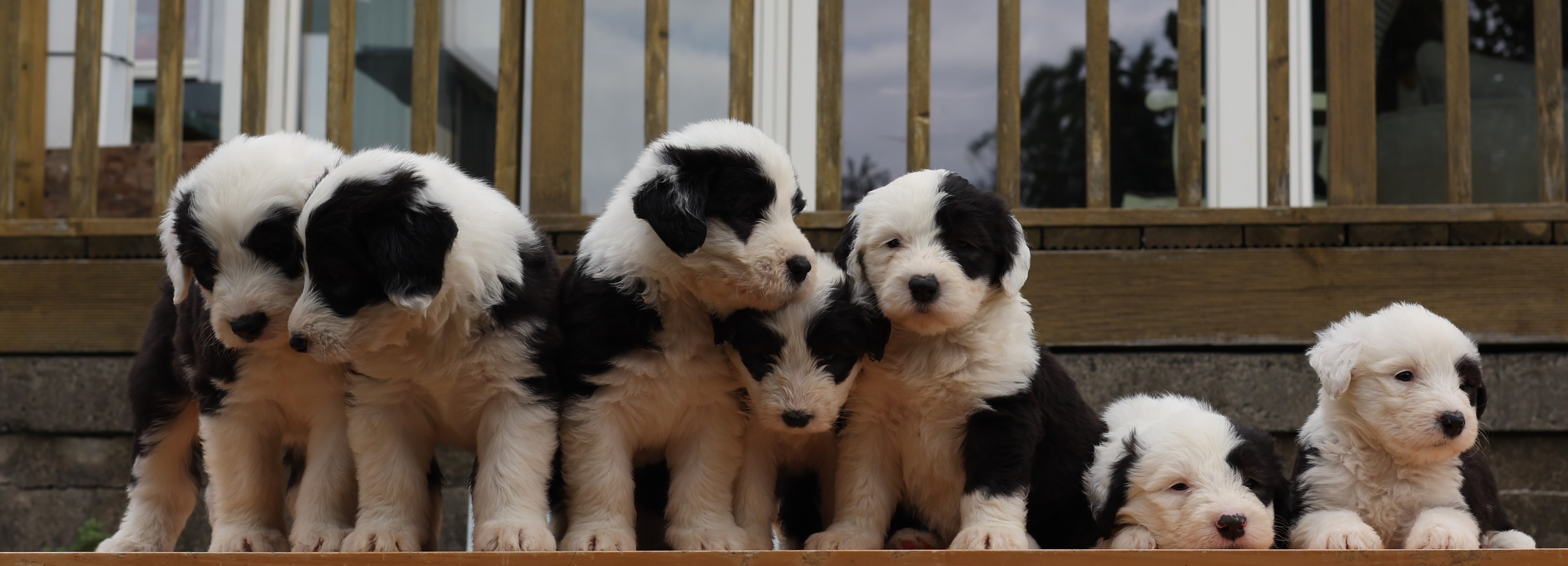 Old English Sheepdog Puppies in Dublin