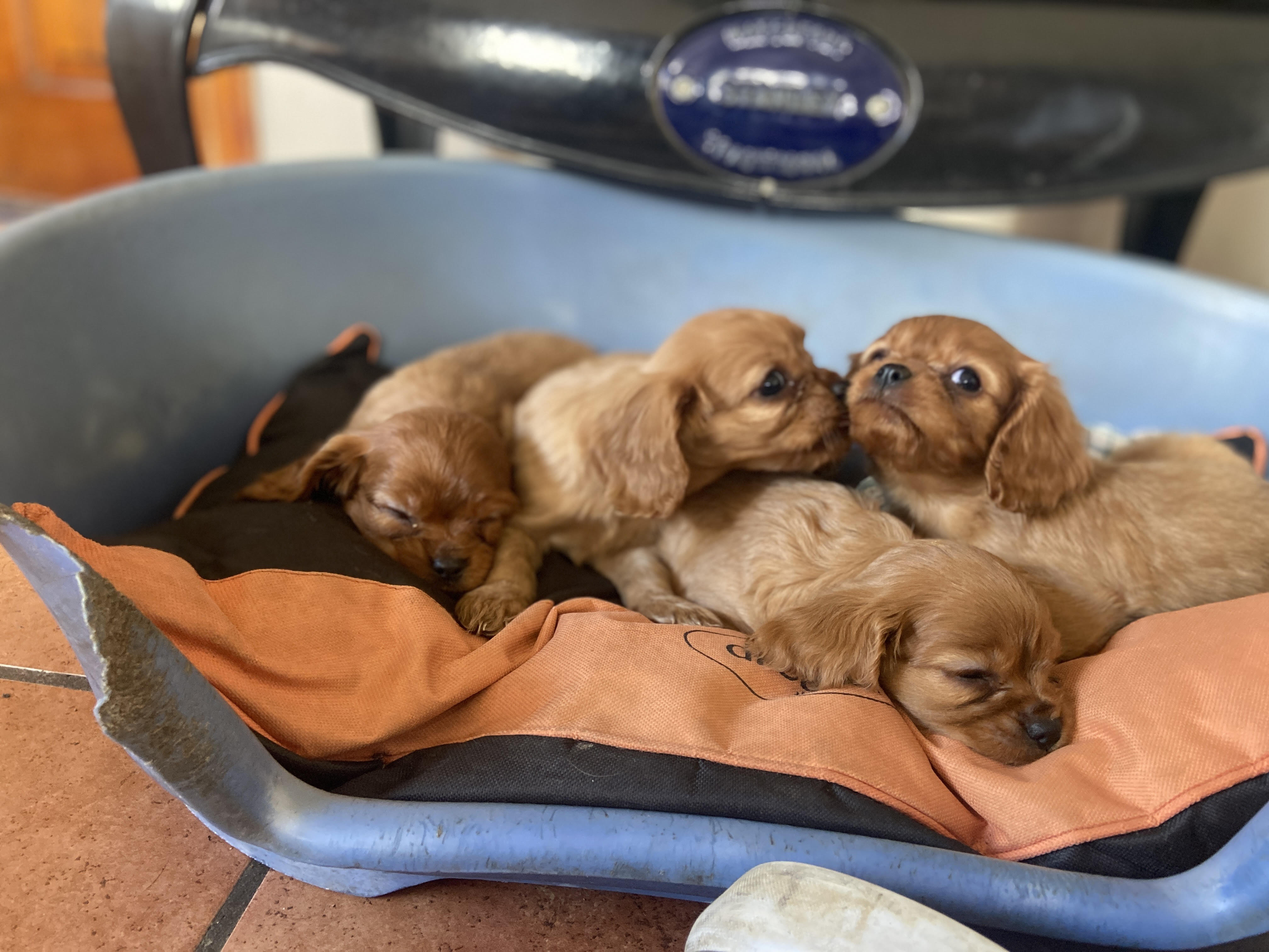 Cavalier King Charles Puppies in Sligo - Family Raised