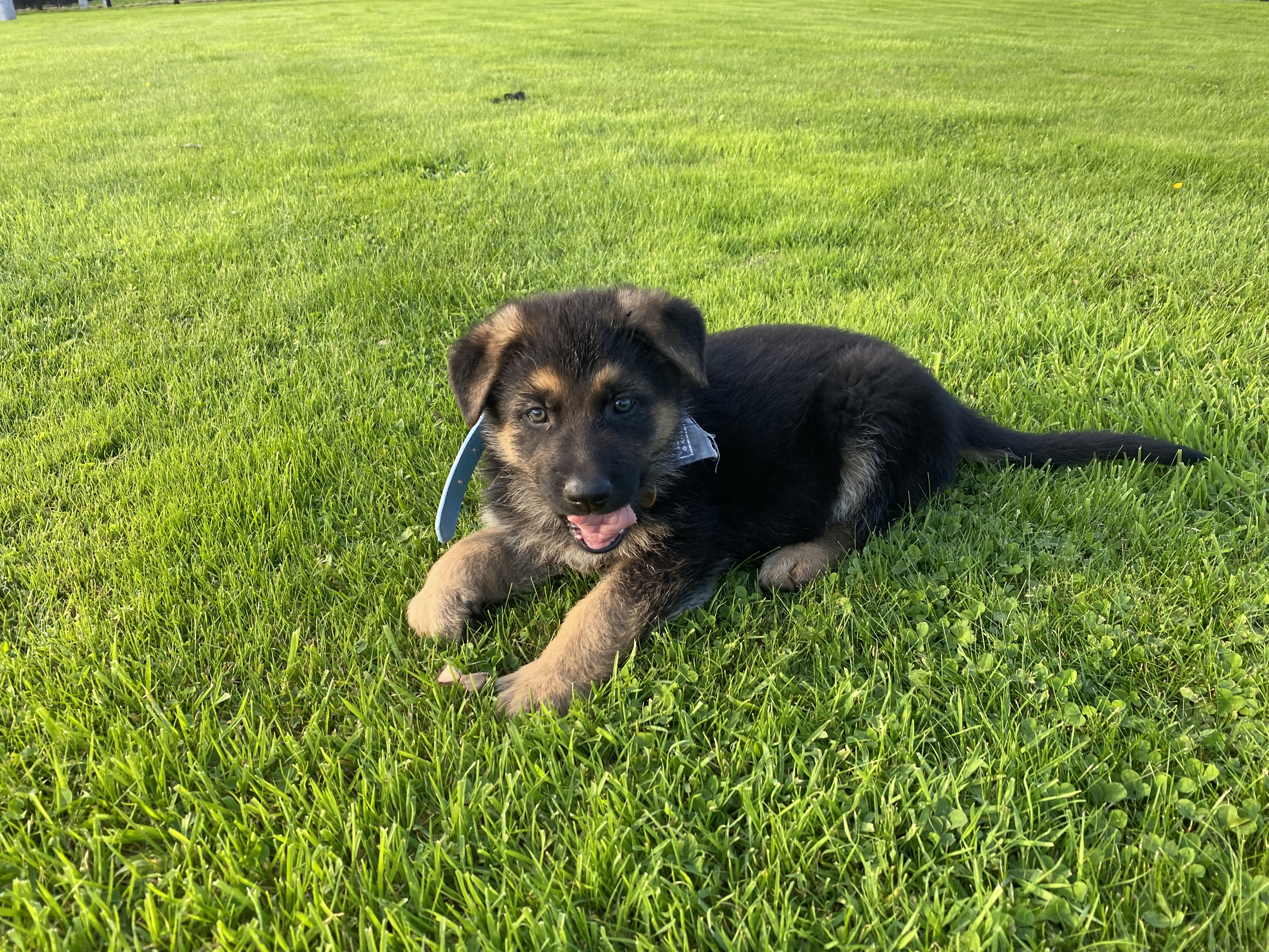 German Shepherds for Stud in Macroom