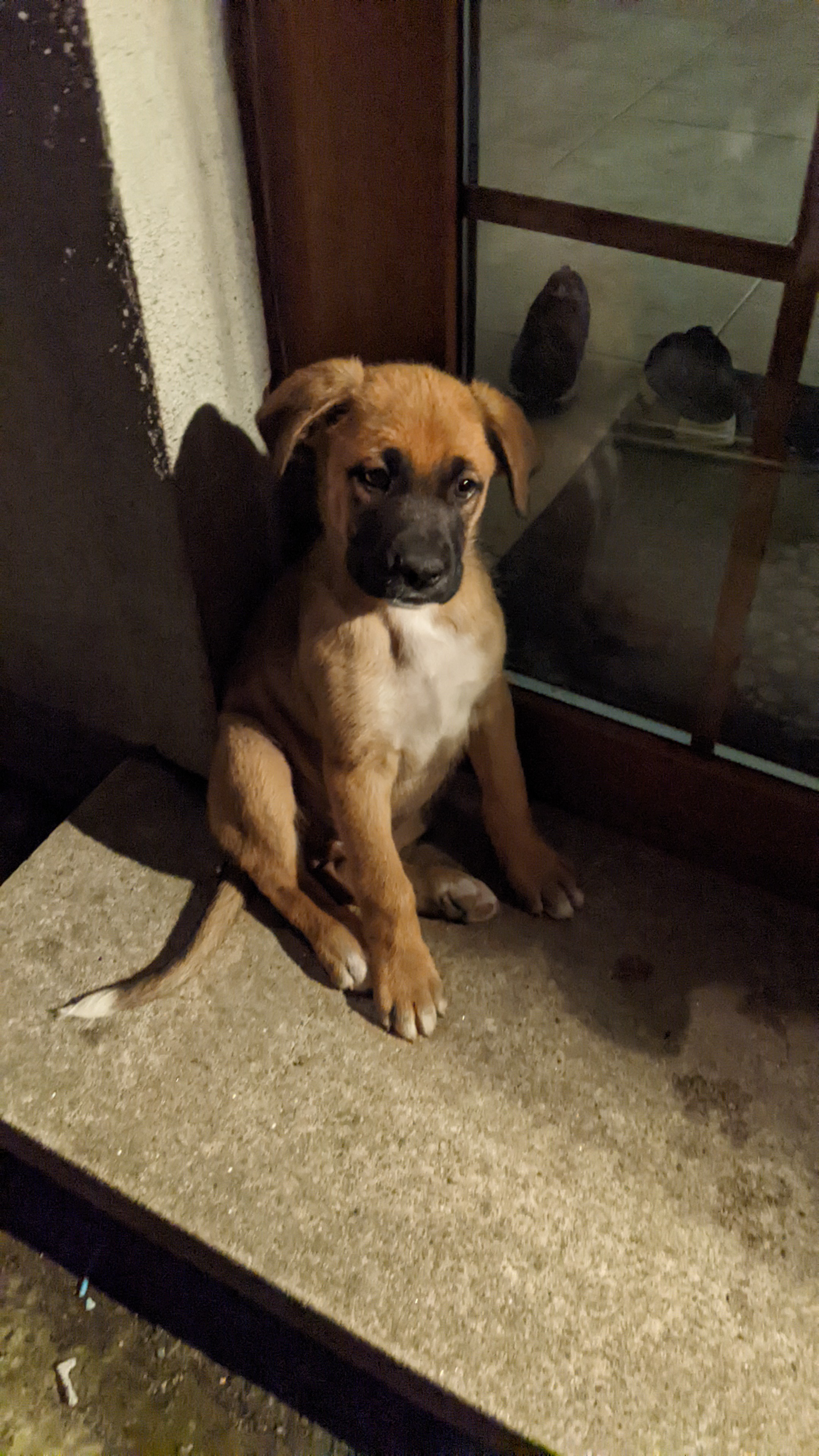 Boxer-Shepard Pups for Sale in Kinnegad