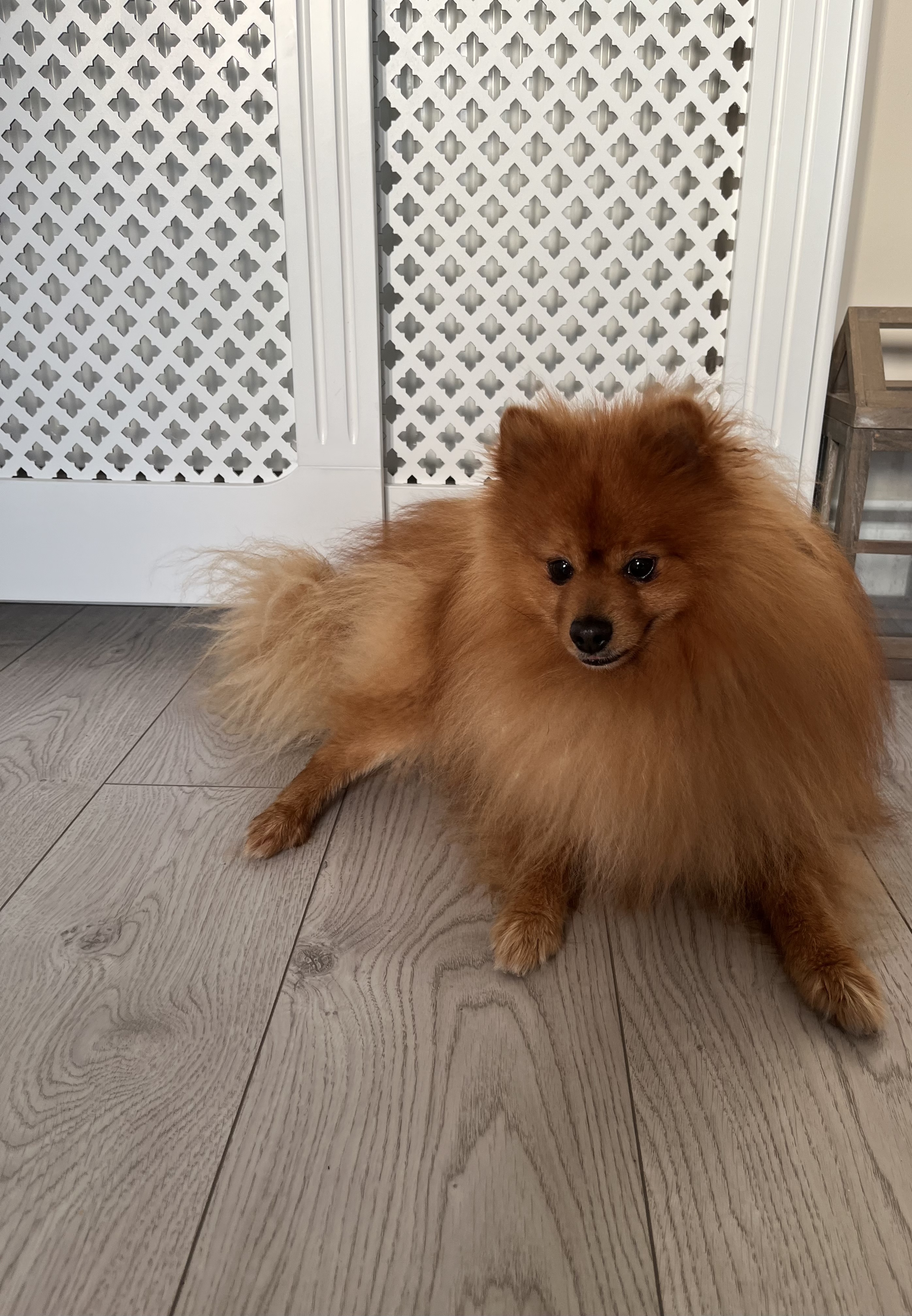 Gold Pomeranian in Co. Dublin - Friendly Companion