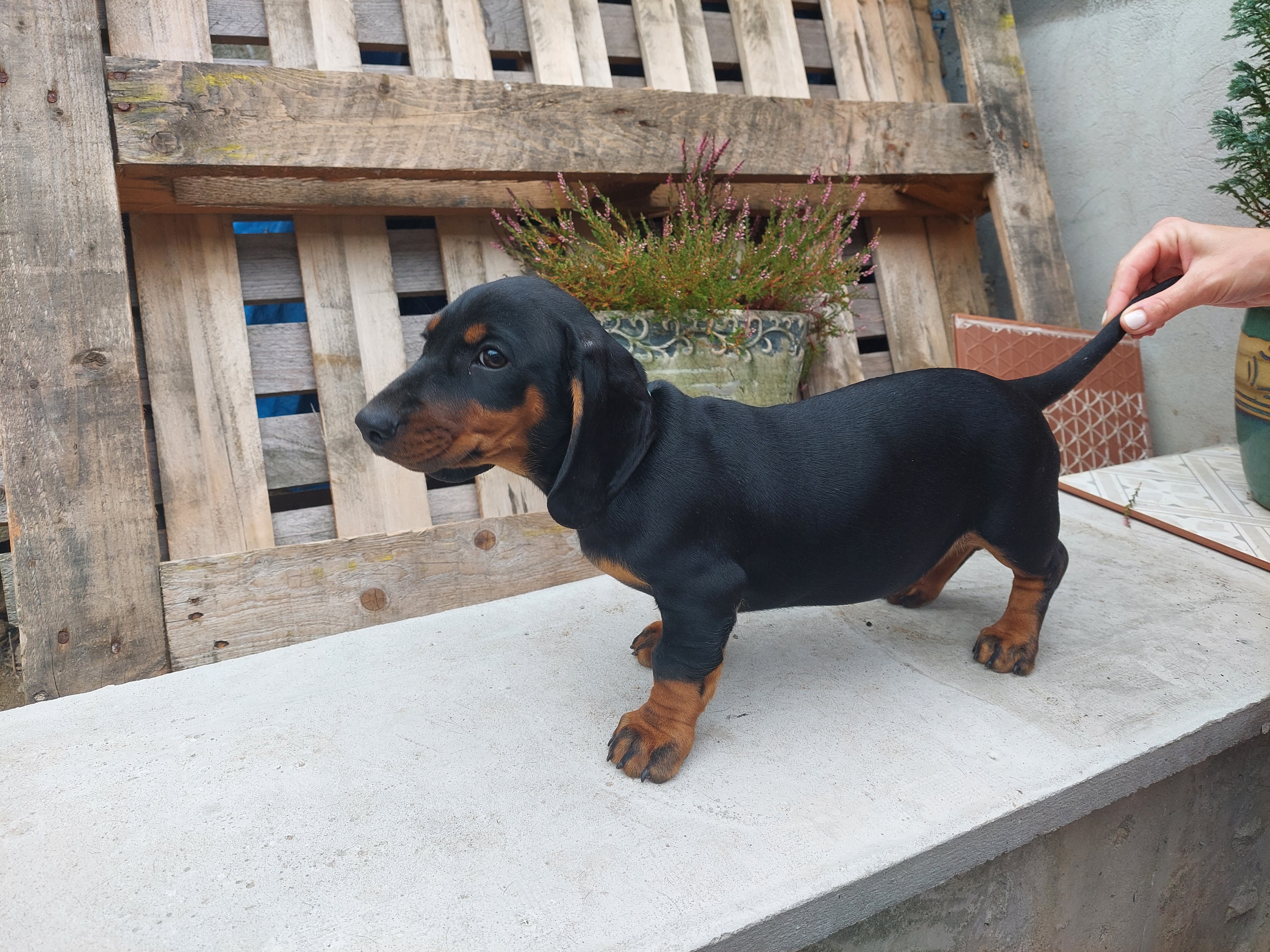 Dachshund Puppies for Sale in Arklow