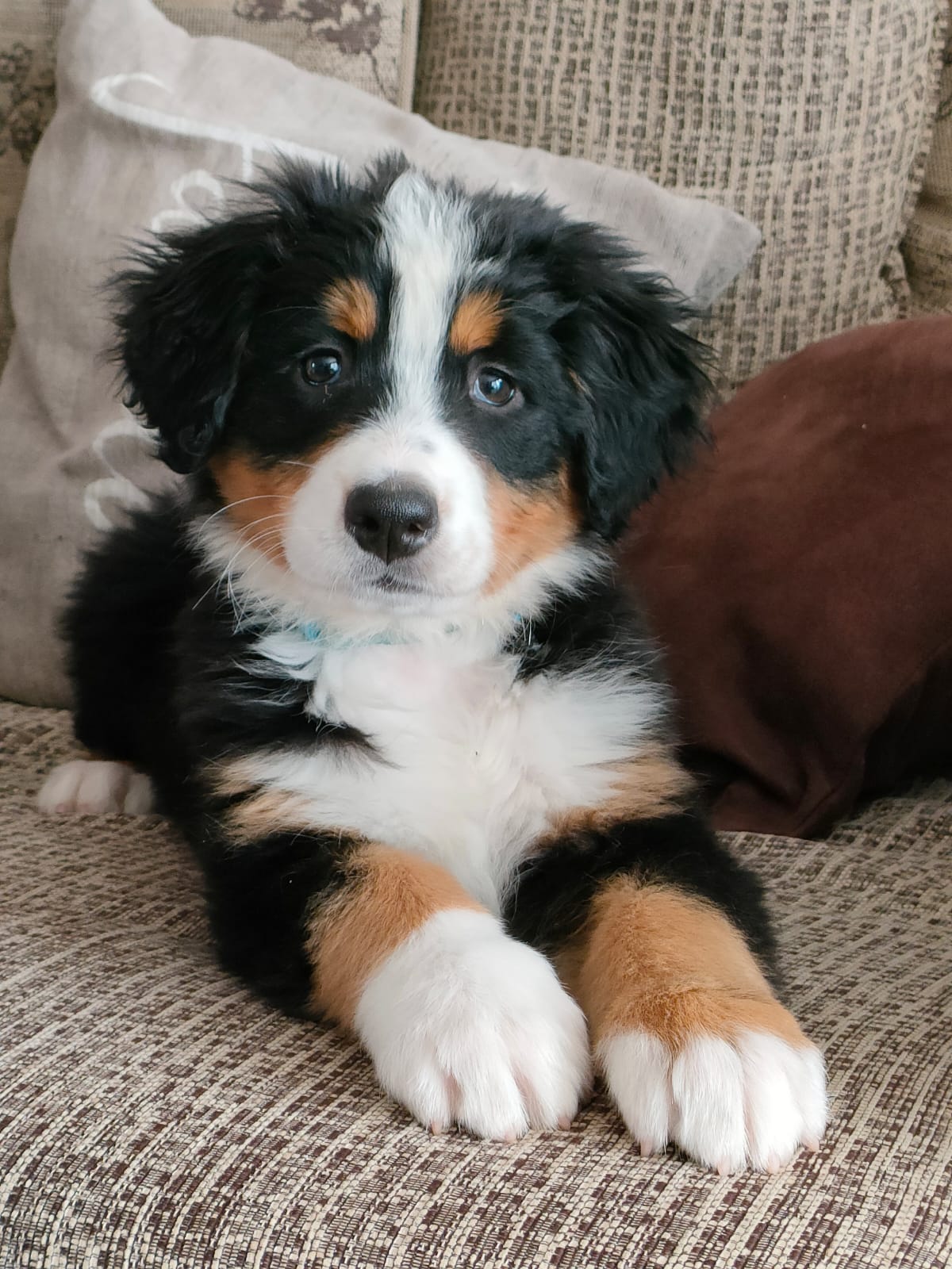 Bernese Mountain Dogs in Kildare - IKC Registered