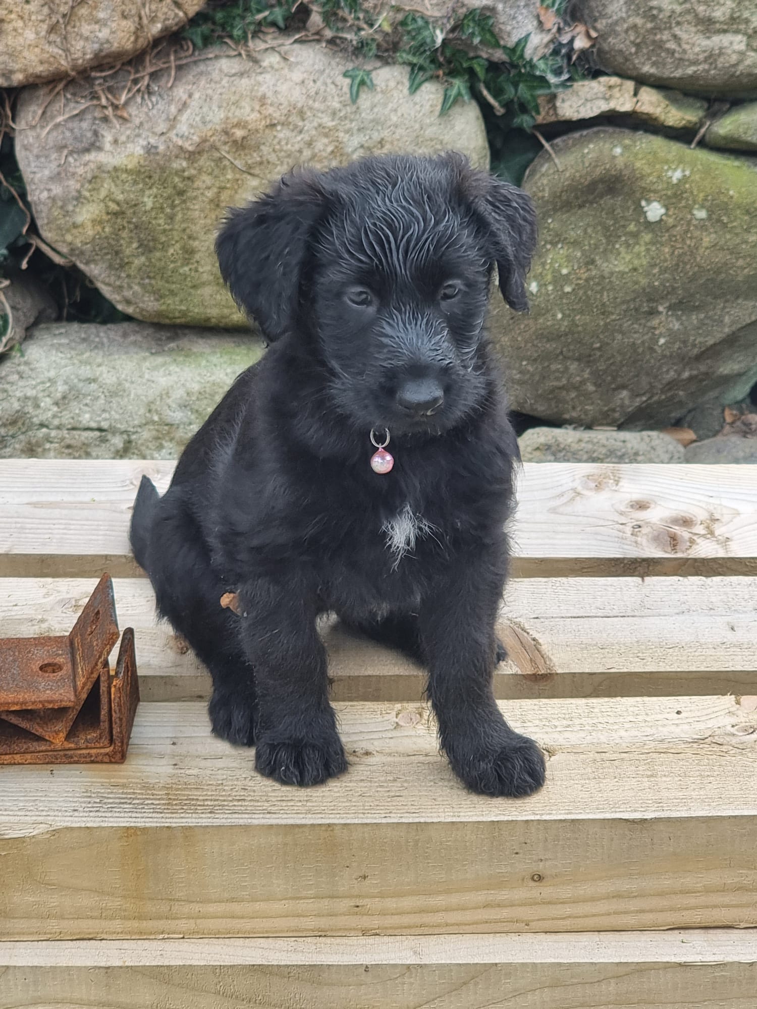 Golden Doodle Mix Puppies in Dundalk