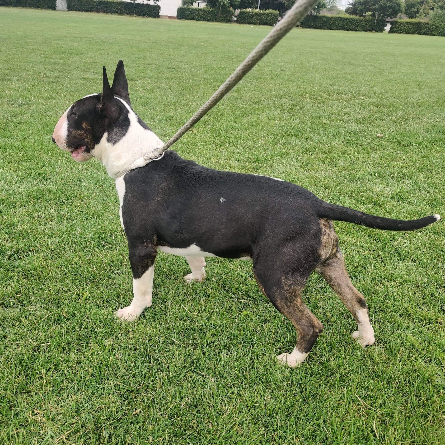 Bull Terrier for Sale in Ennis - IKC Registered