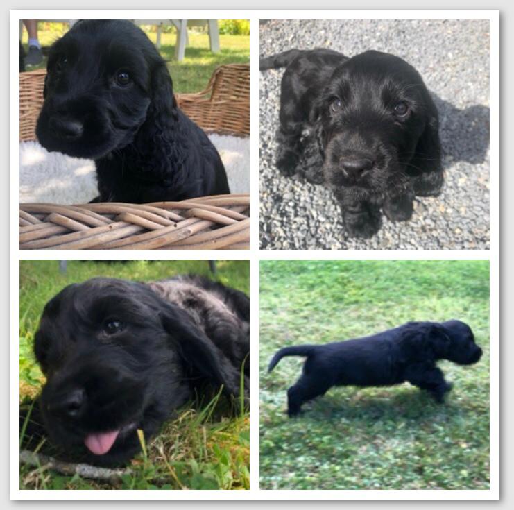 Black Cocker Spaniel Puppy for Sale in Wexford