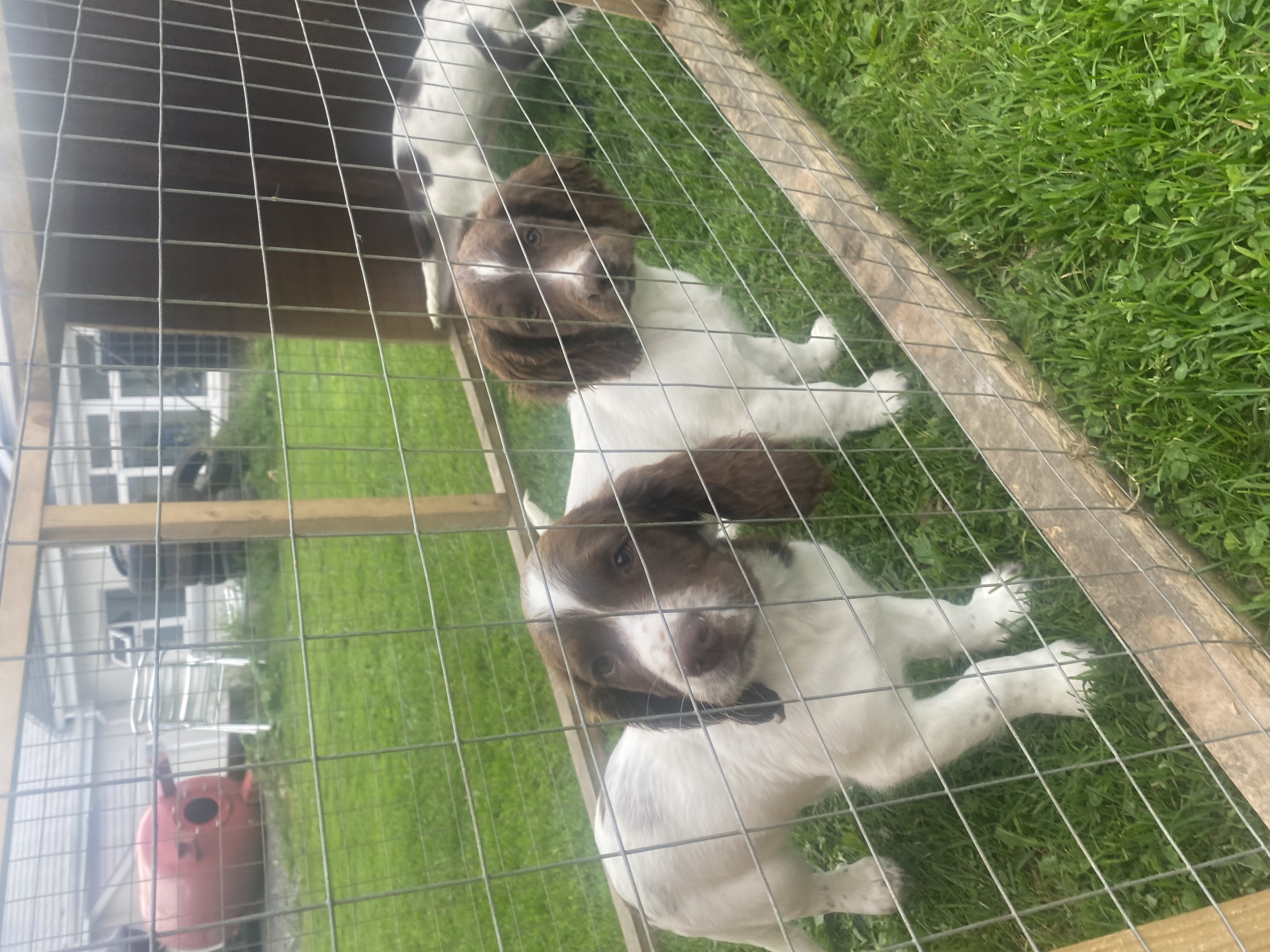 Springer Spaniel for Sale in Carlow - Active Pup