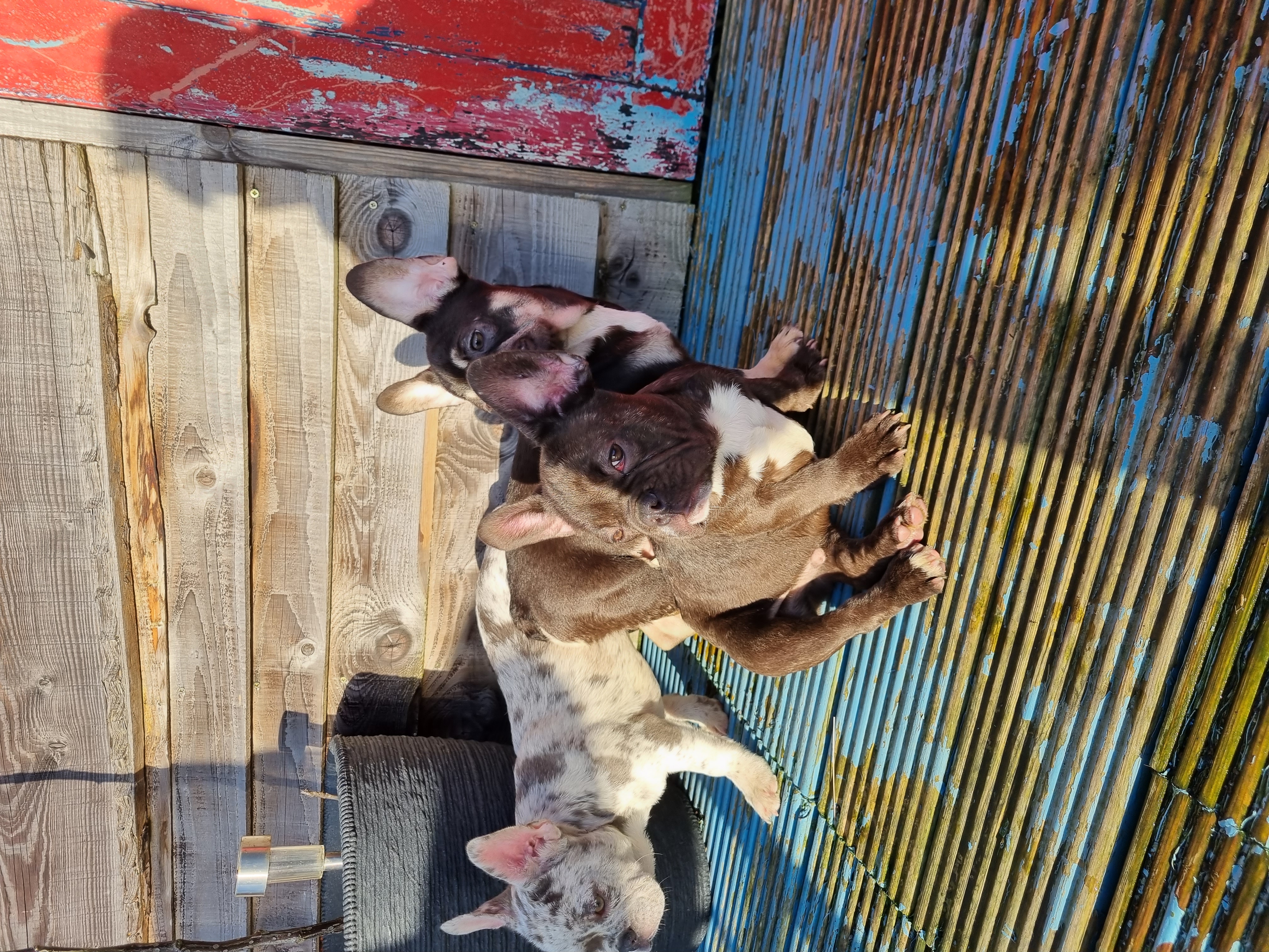 French Bulldogs for Sale in Ballylinan