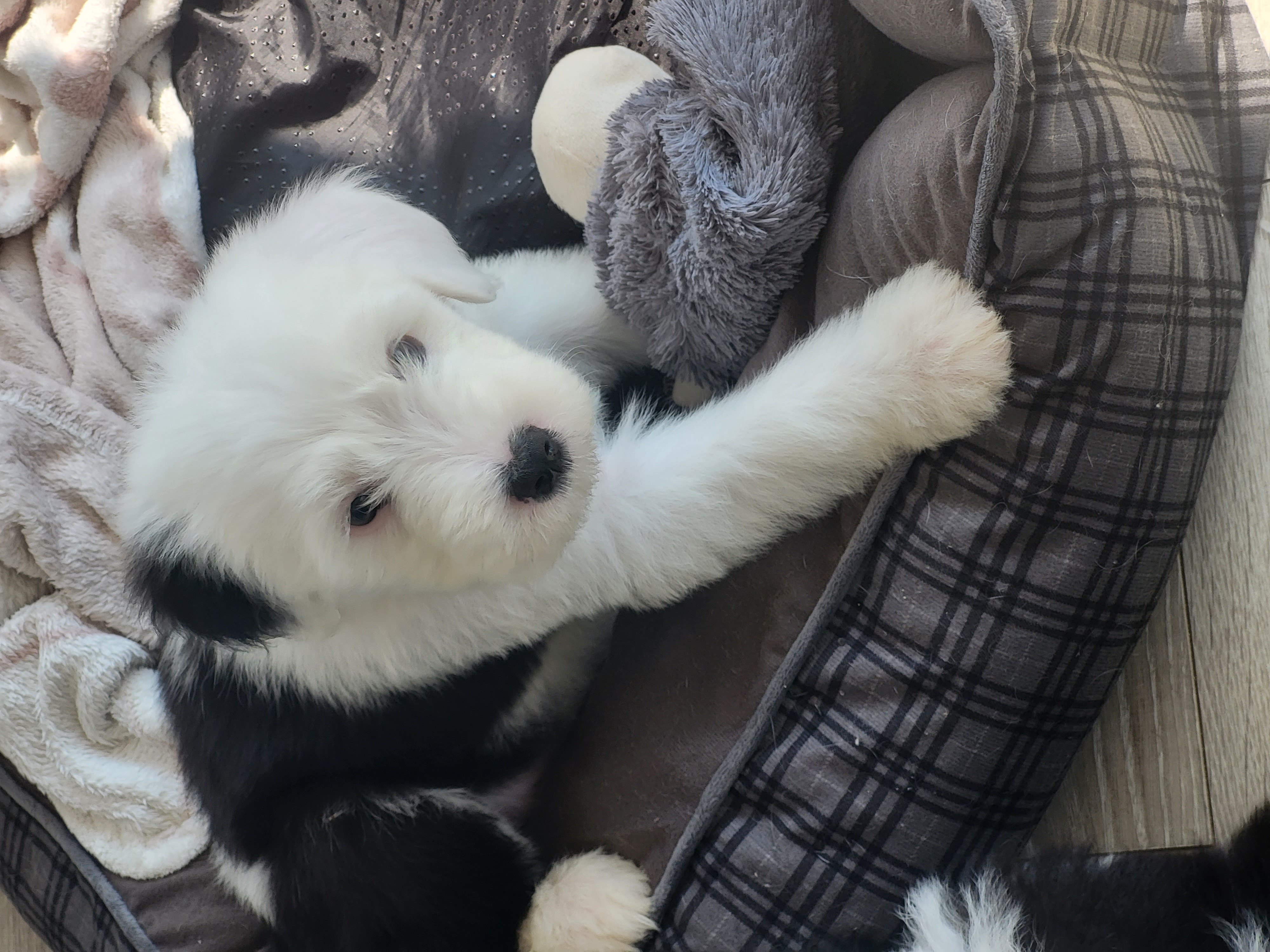 Old English Sheepdog Puppies in Wexford