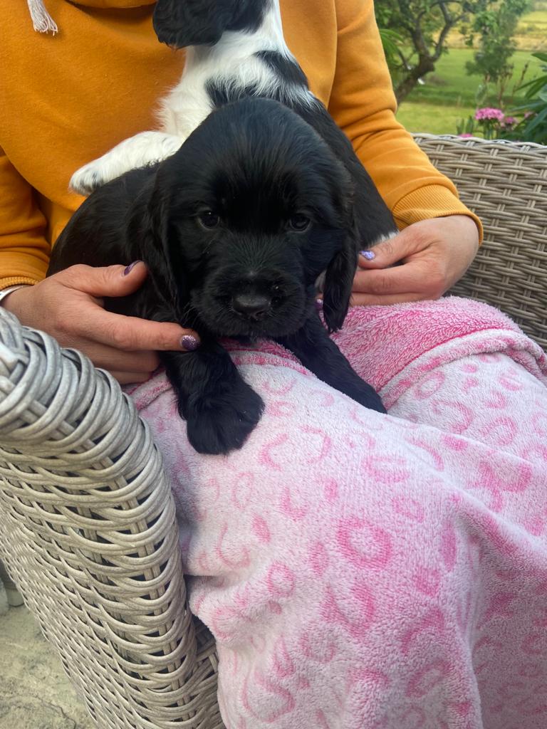 Black Cocker Spaniel Puppy in Drumshanbo