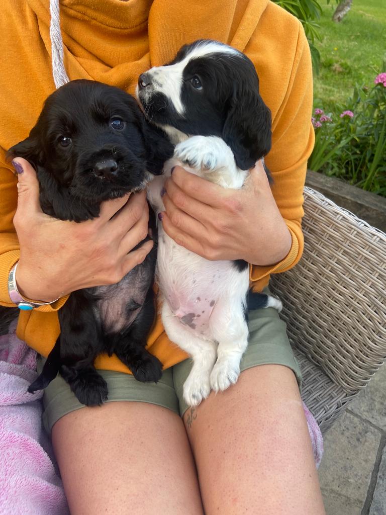 Cocker Spaniel for Sale in Drumshanbo