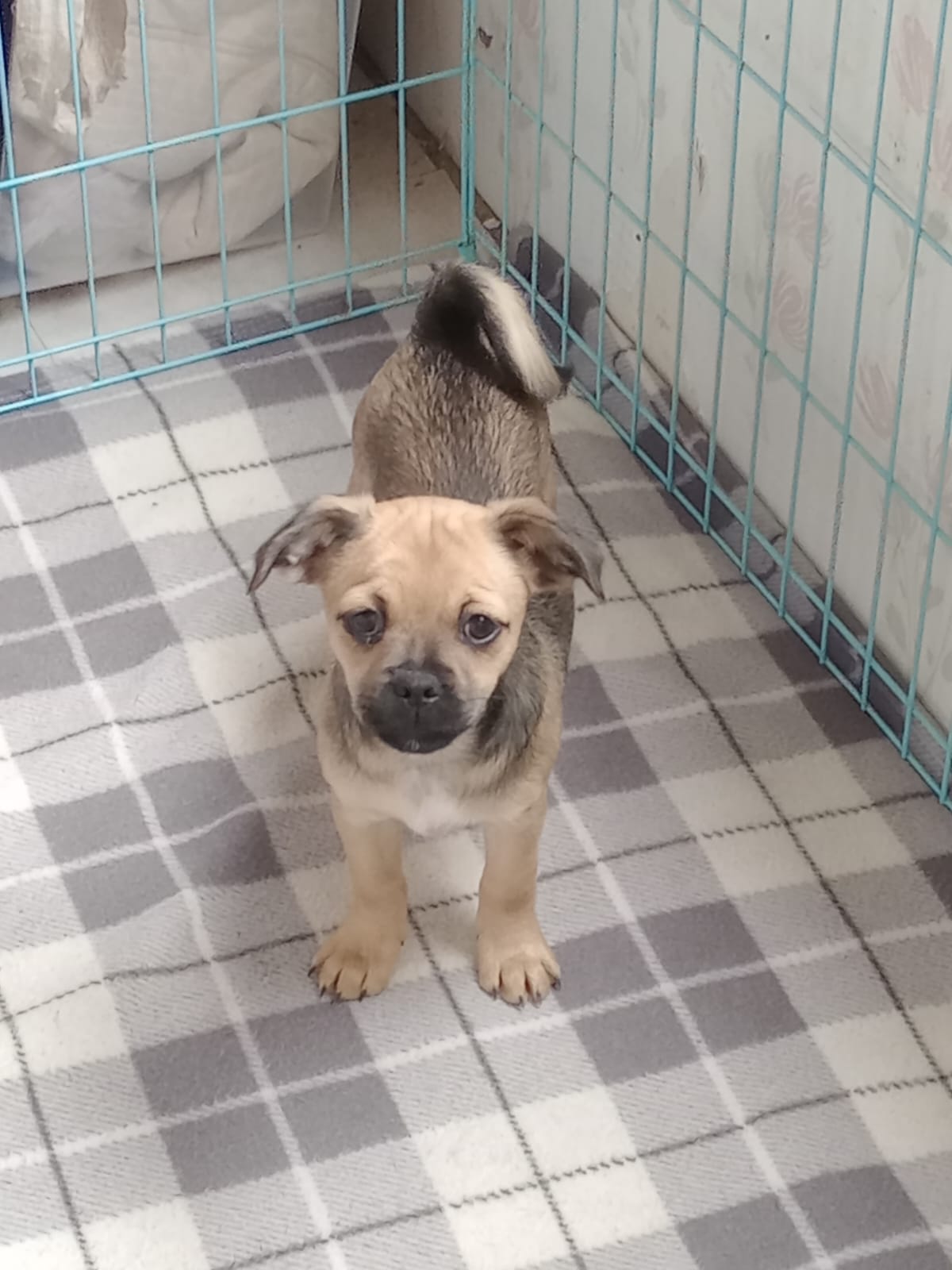 Pug Cross Puppies for Sale in Leitrim