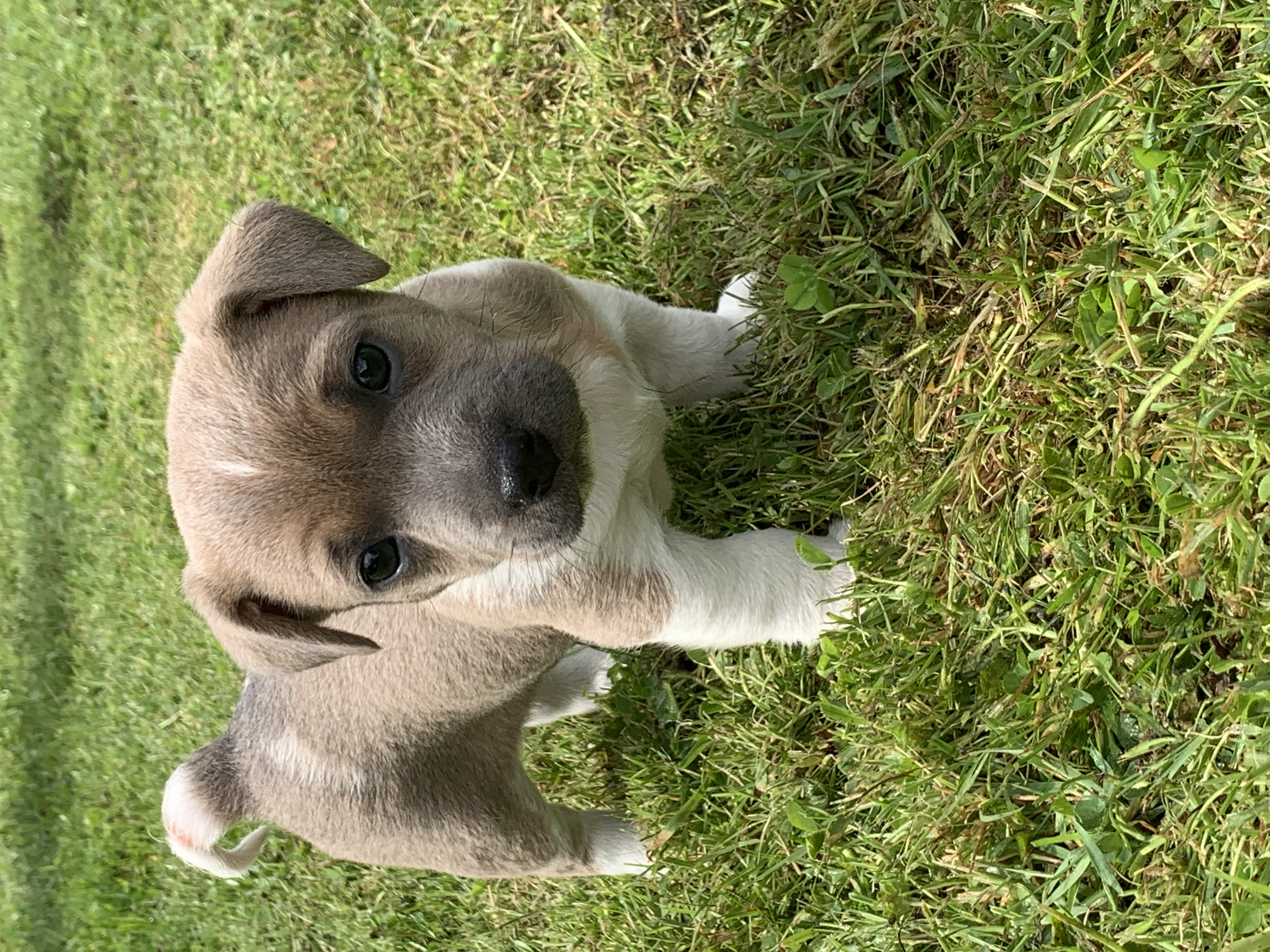 Jack Russell Puppies for Sale in Ennis - IKC Registered