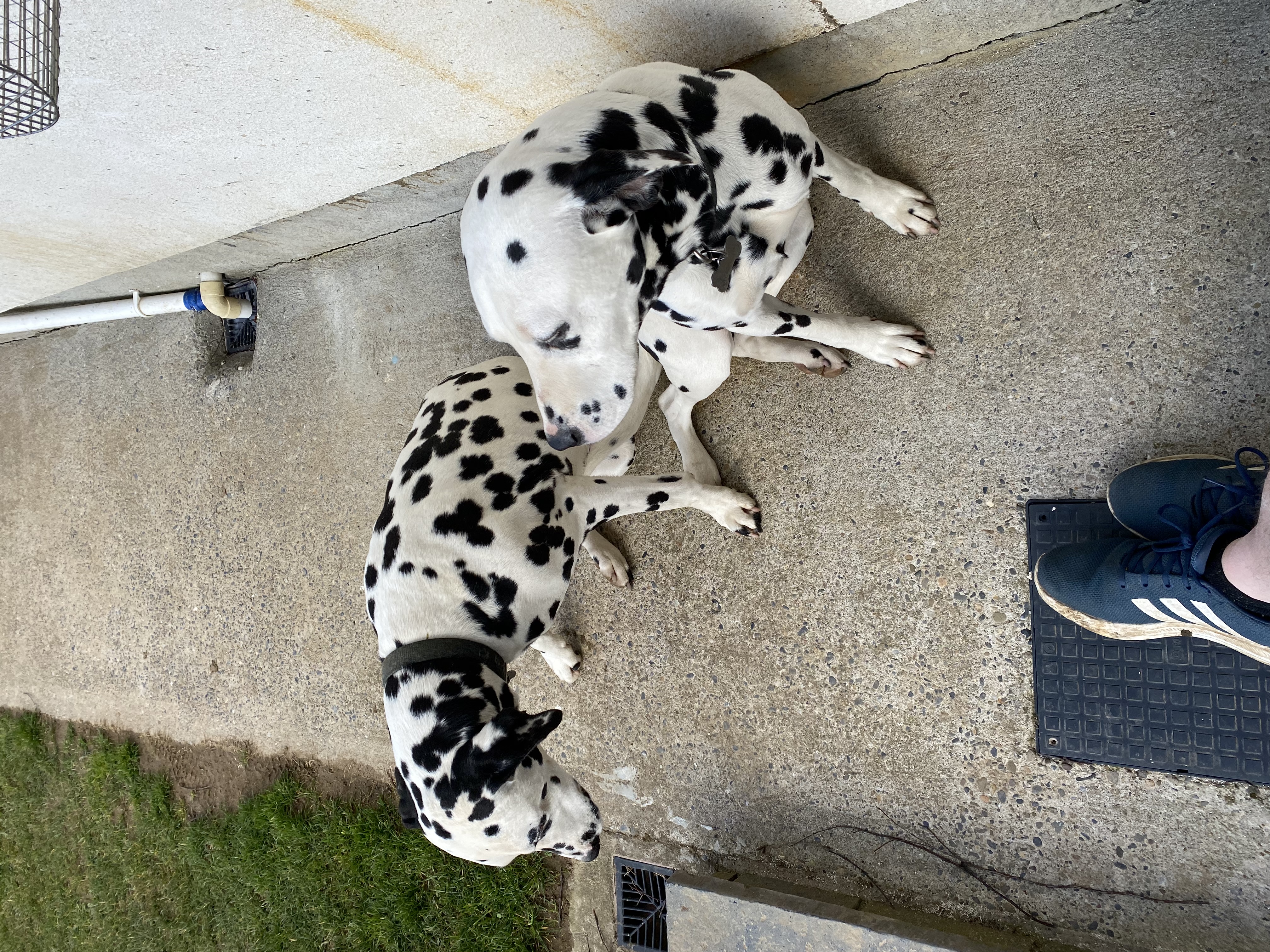Sister Dalmatians for Sale in Bansha - IKC Registered