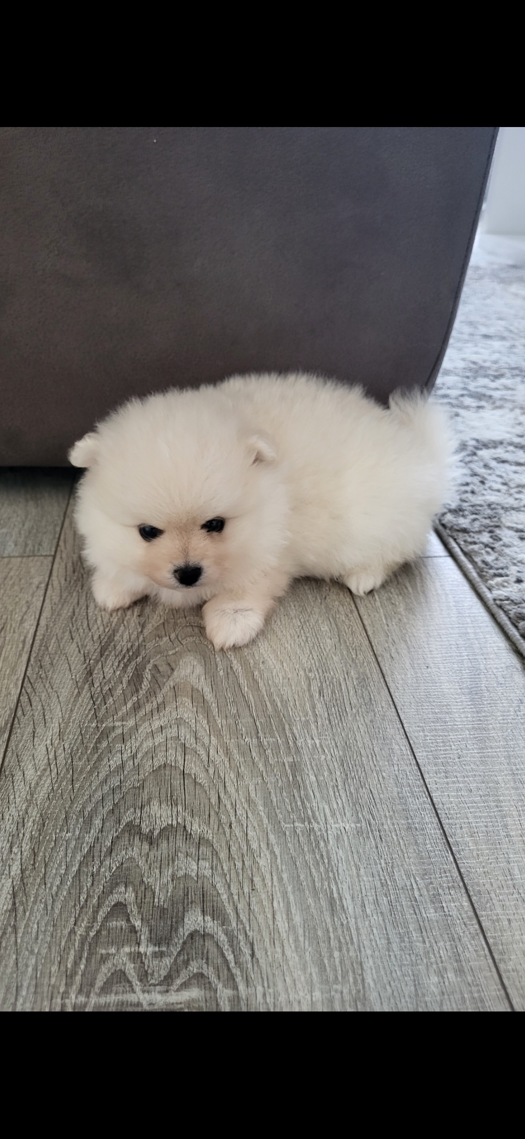 Pomeranian Puppies for Sale in Waterford - IKC Registered