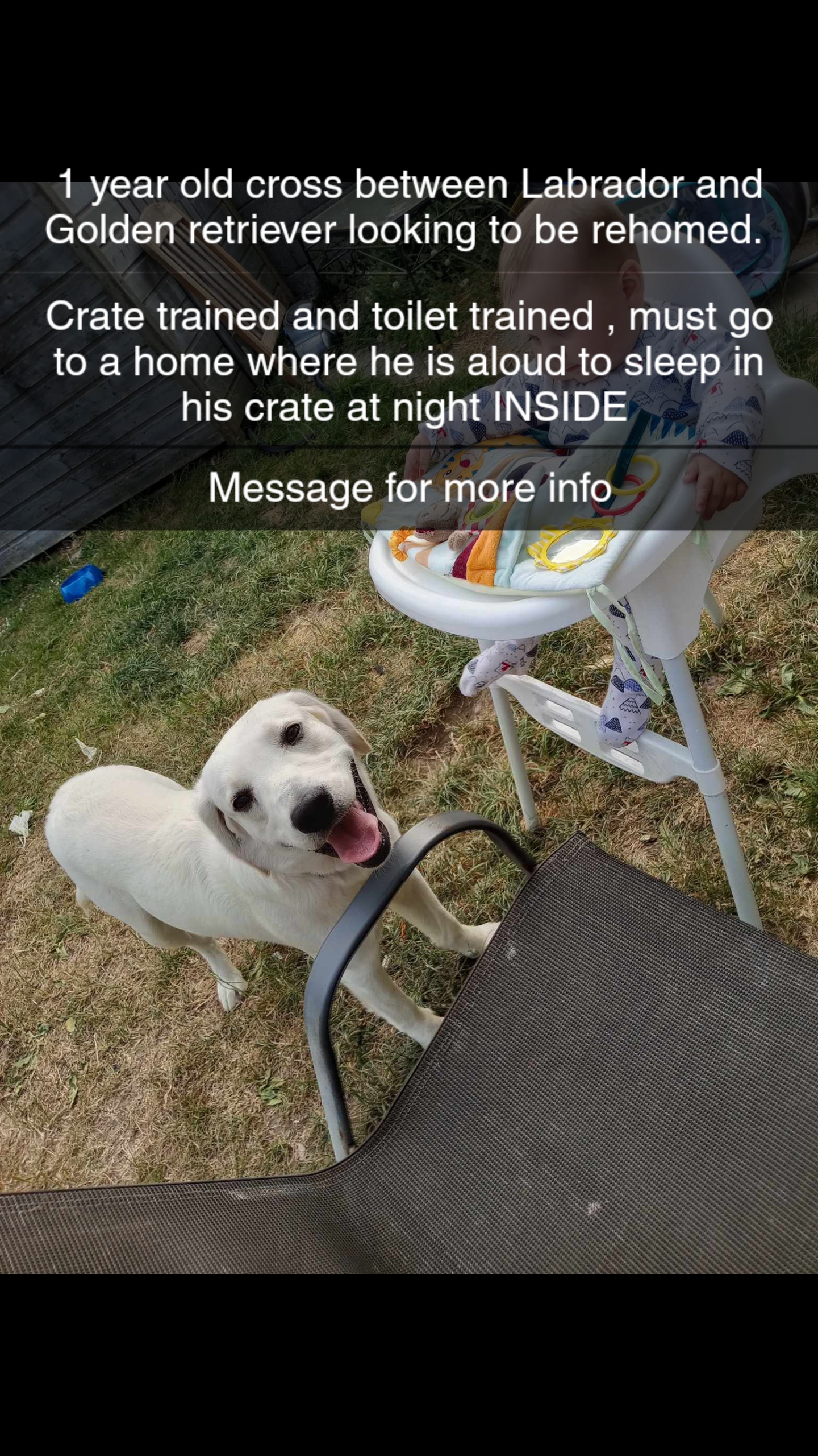 Labrador Retriever in Carlow - IKC Registered