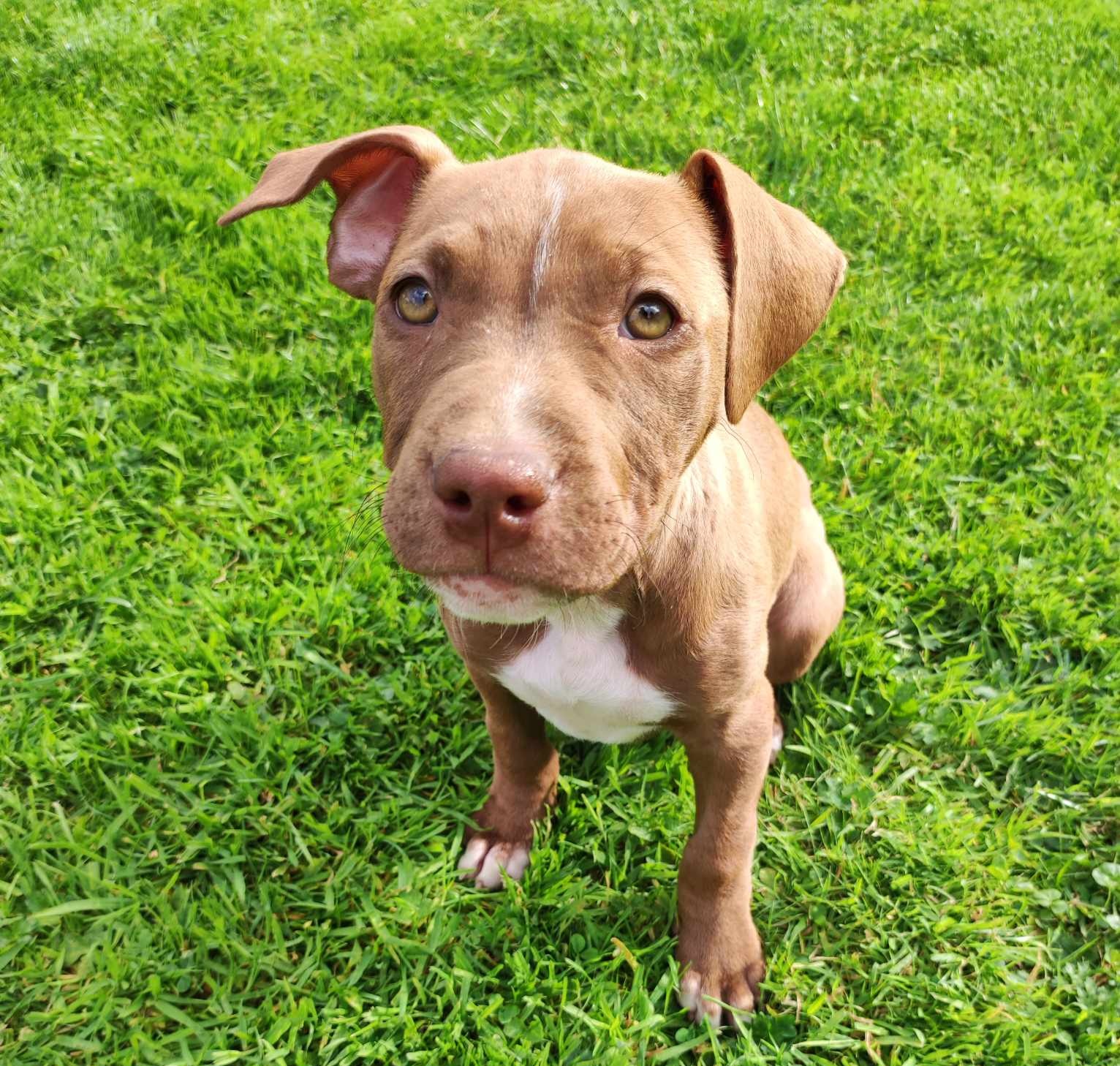 American Pitbull Terrier Puppies in Monaghan
