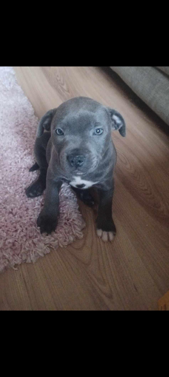 Blue Staffordshire Bull Terrier in Tullow