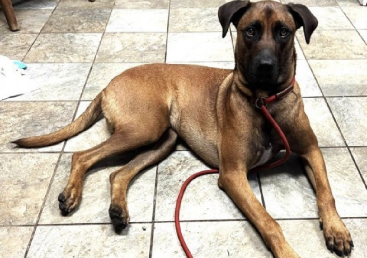 Belgian malanios mix great dane