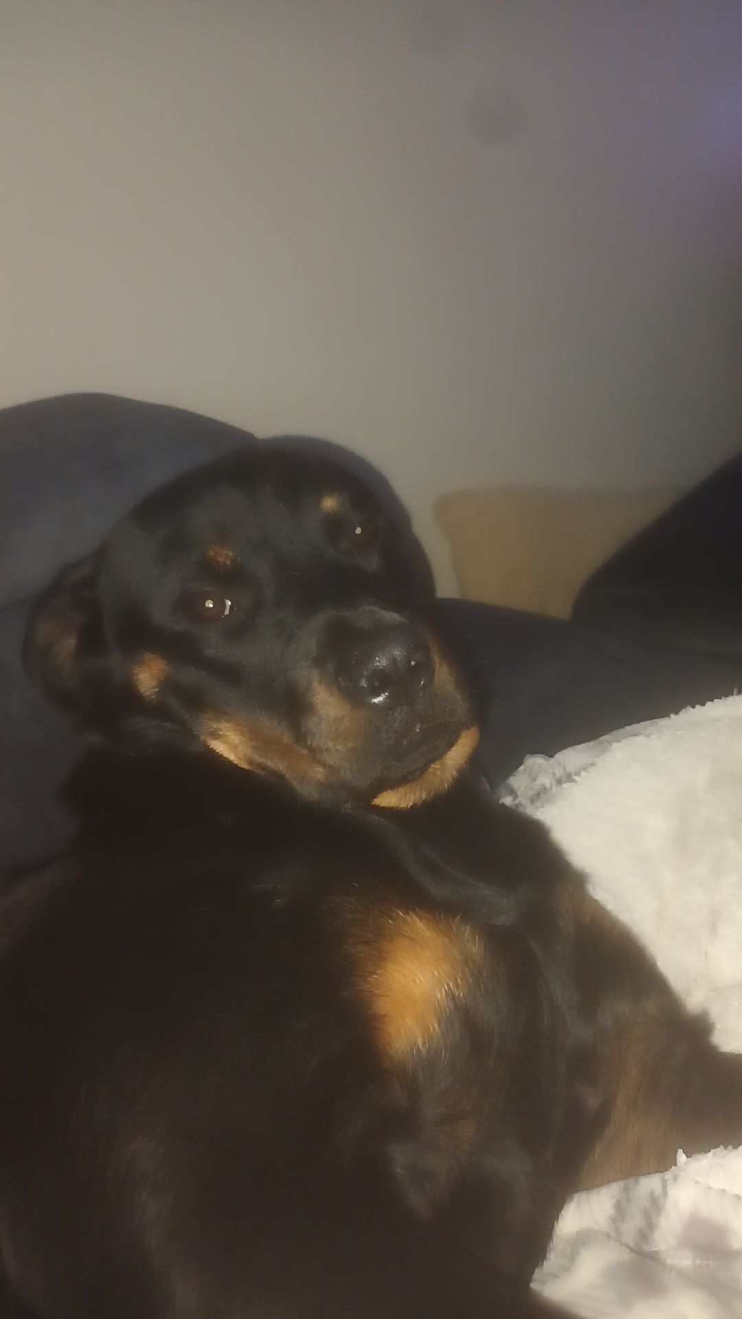 Rottweiler Puppy for Sale in Coolock - IKC Registered