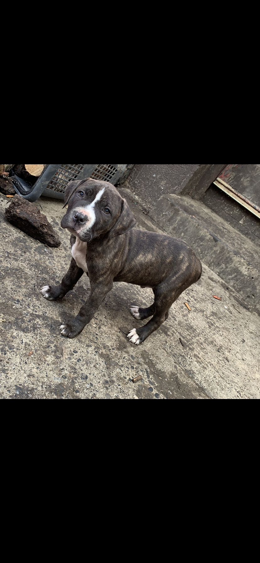 Adorable xl pit puppy for sale cheap to right home