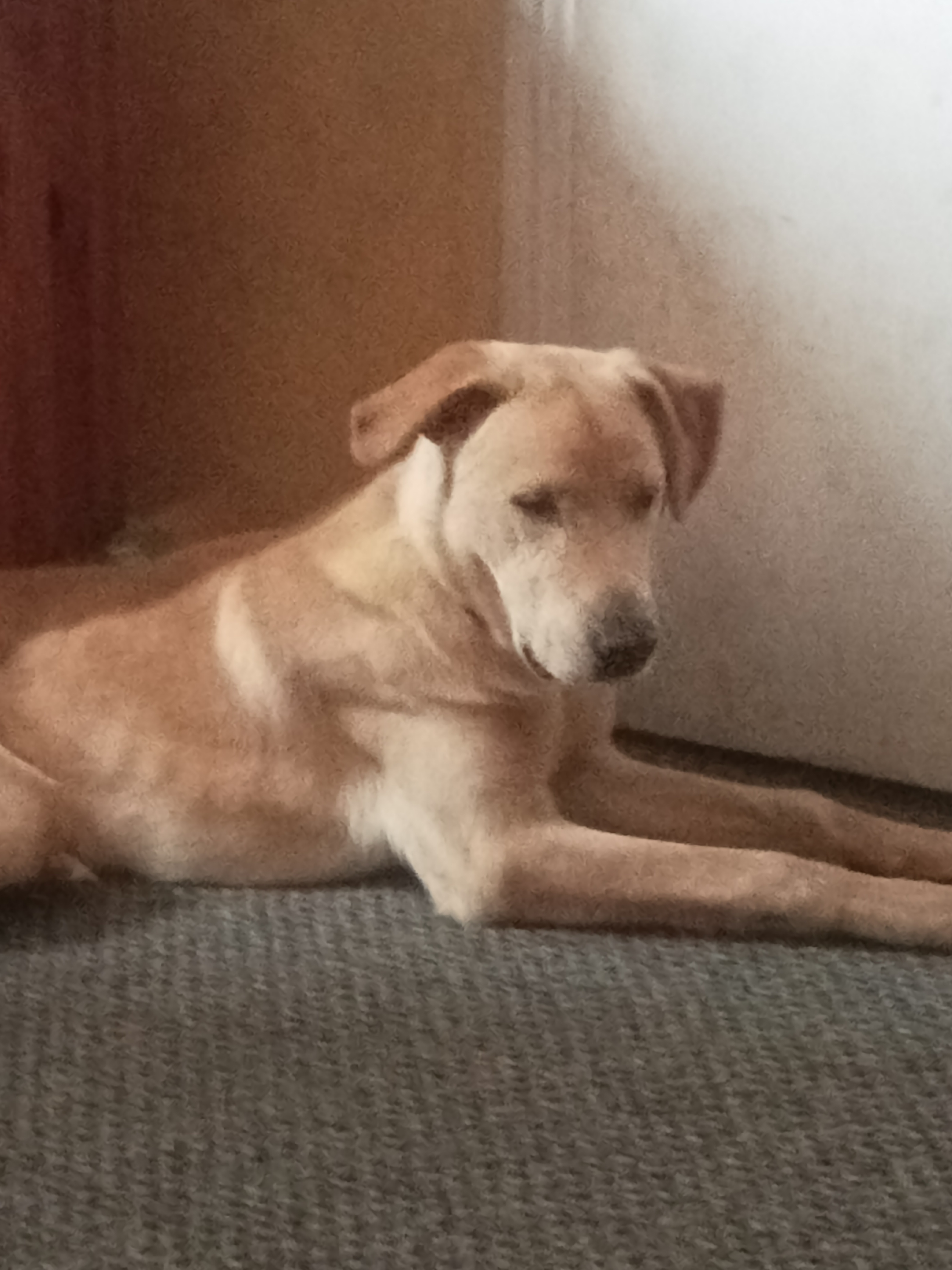 Lab X German Shepherd in Castlebar - Loving Pup