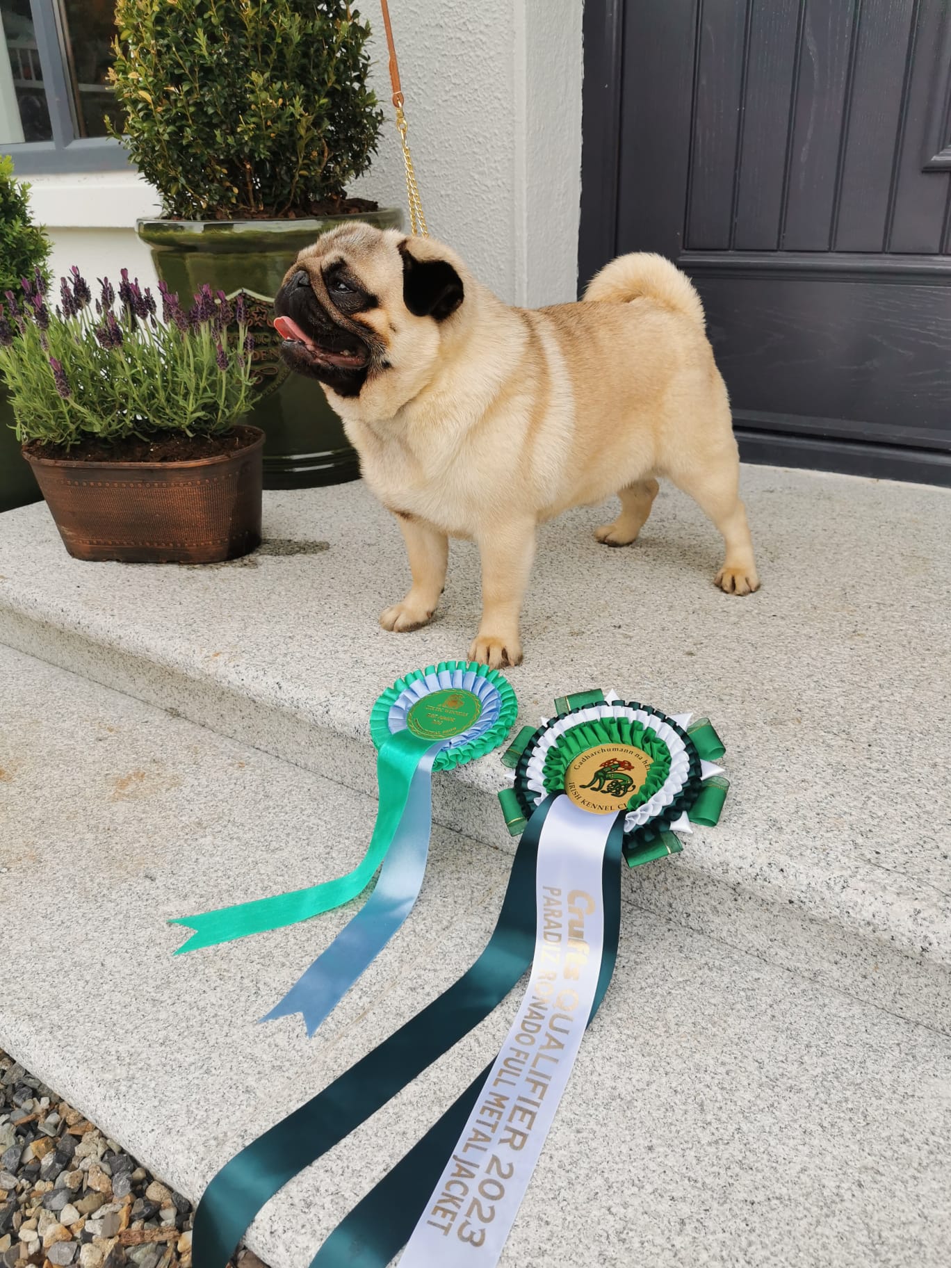 IKC Pugs for Sale in Wexford - Champion Lineage