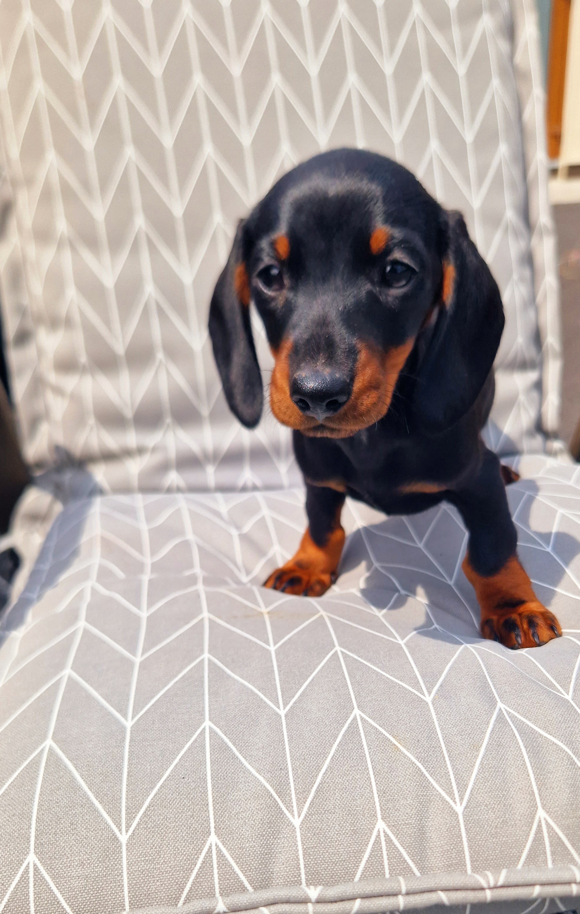 Dachshund Puppies for Sale in Swords