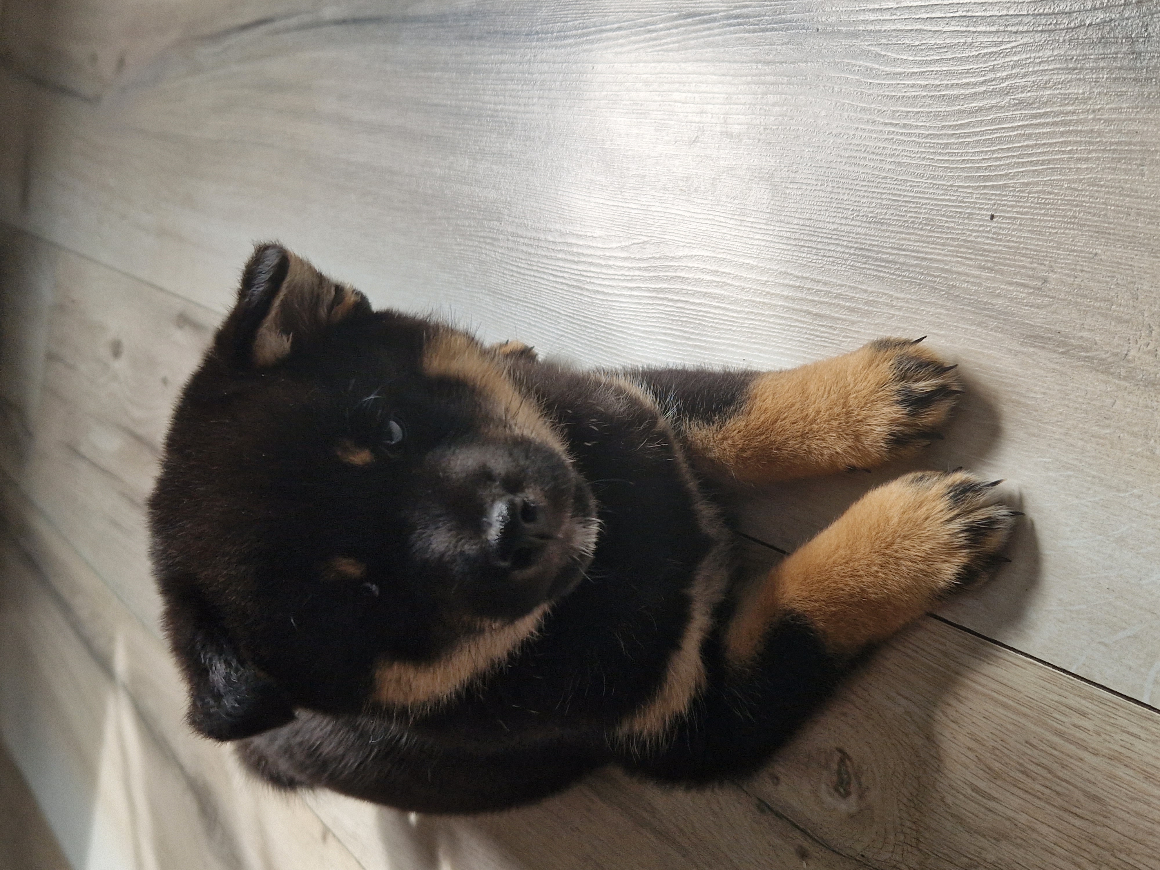 Shiba Inu Puppies for Sale in Dublin 12