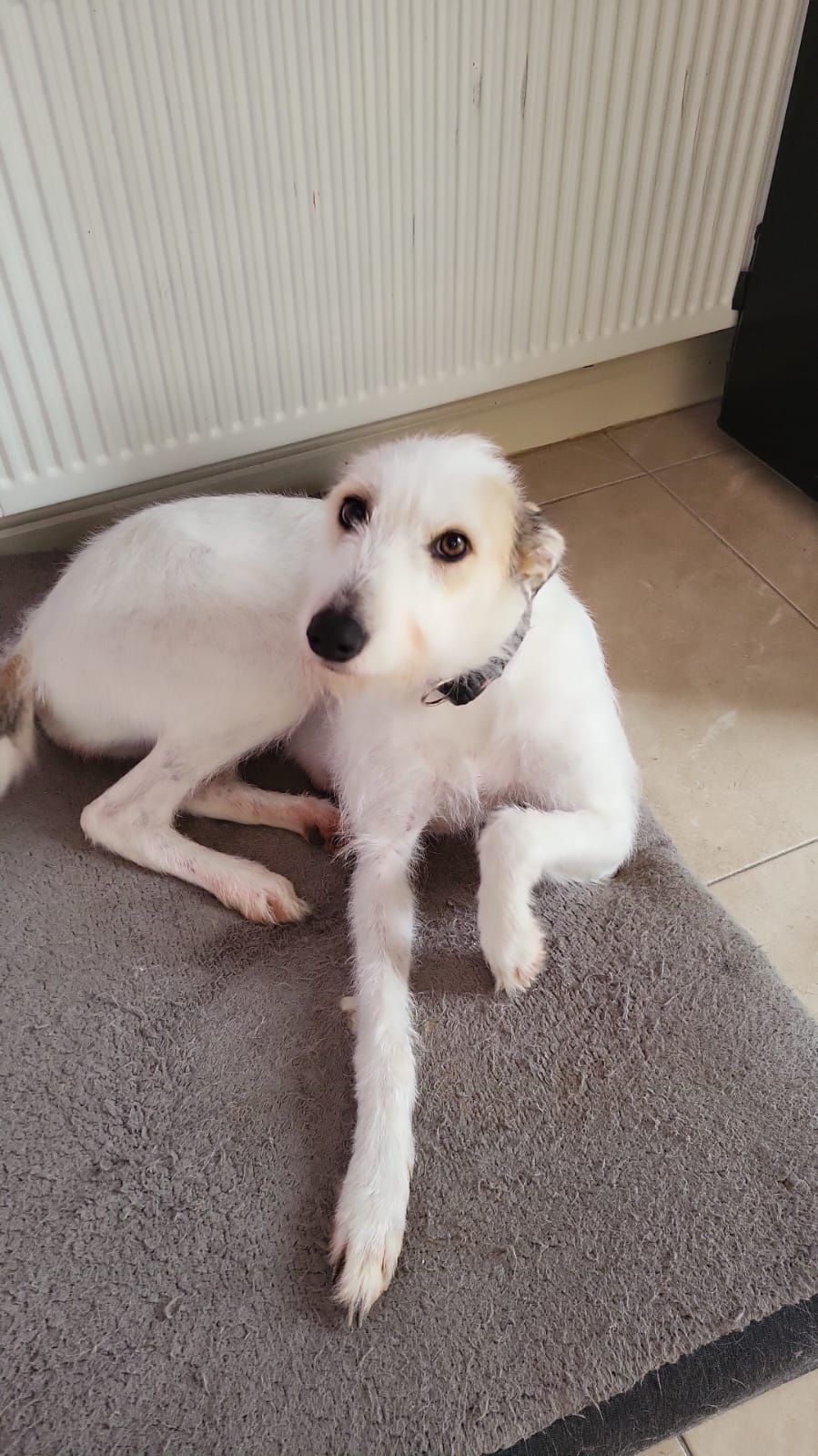 Friendly Lurcher for Sale in Kanturk