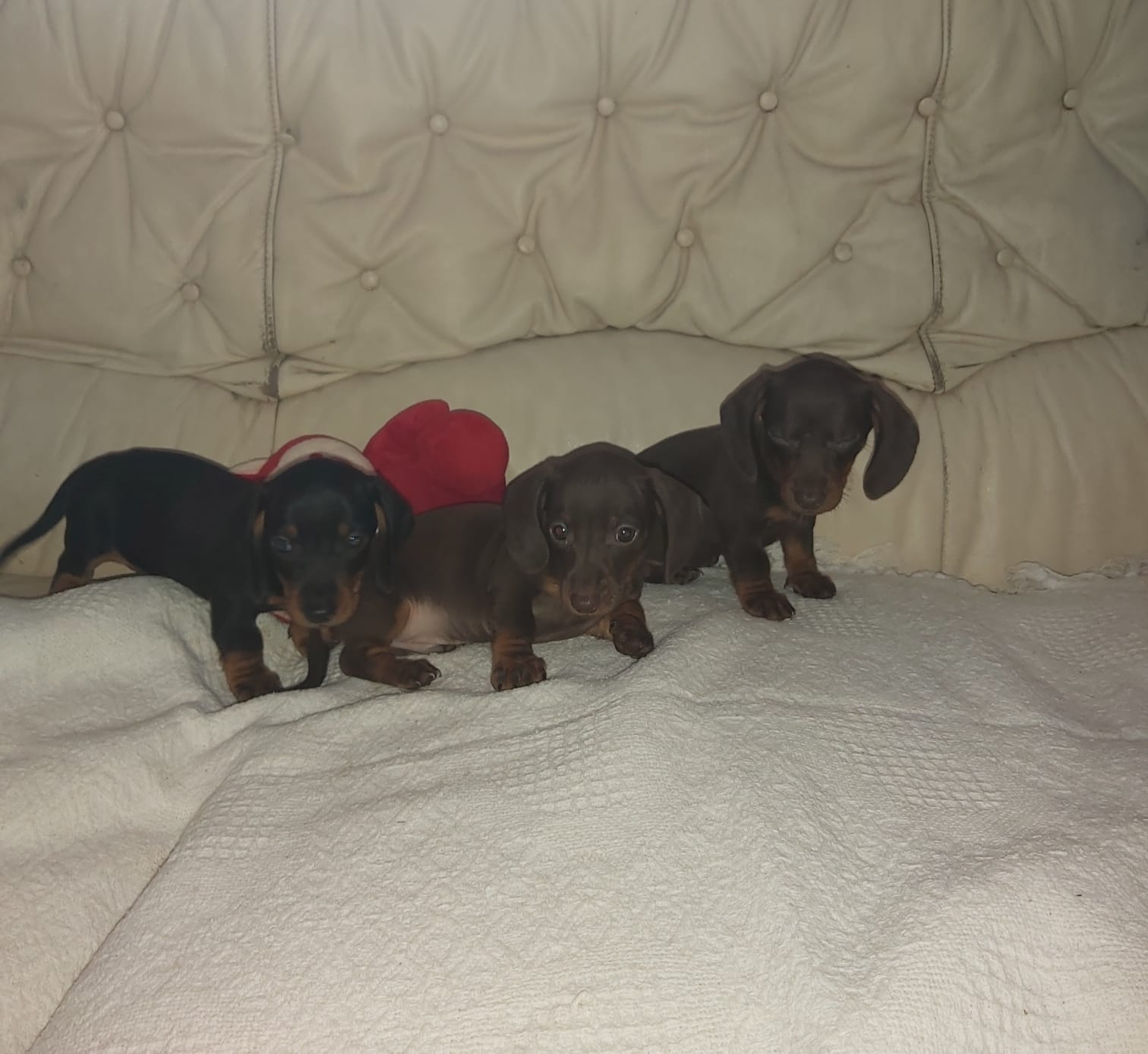 Miniature Dachshund Puppies in Dublin - IKC Registered
