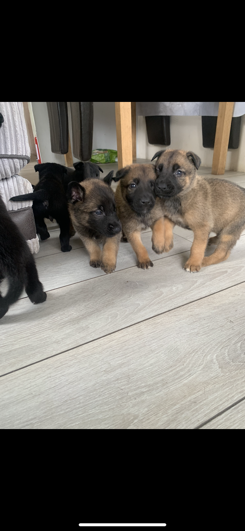 Puppies looking for forever homes