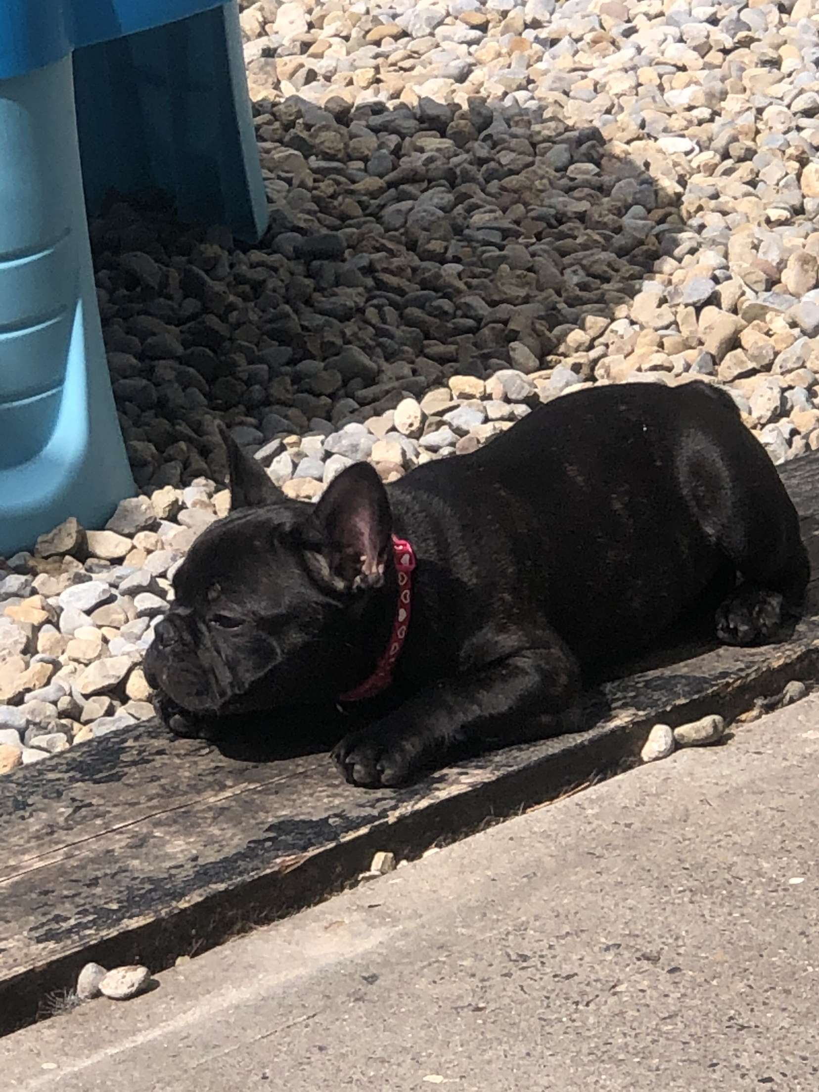 FRENCH BULLDOG 6 months old KC registered