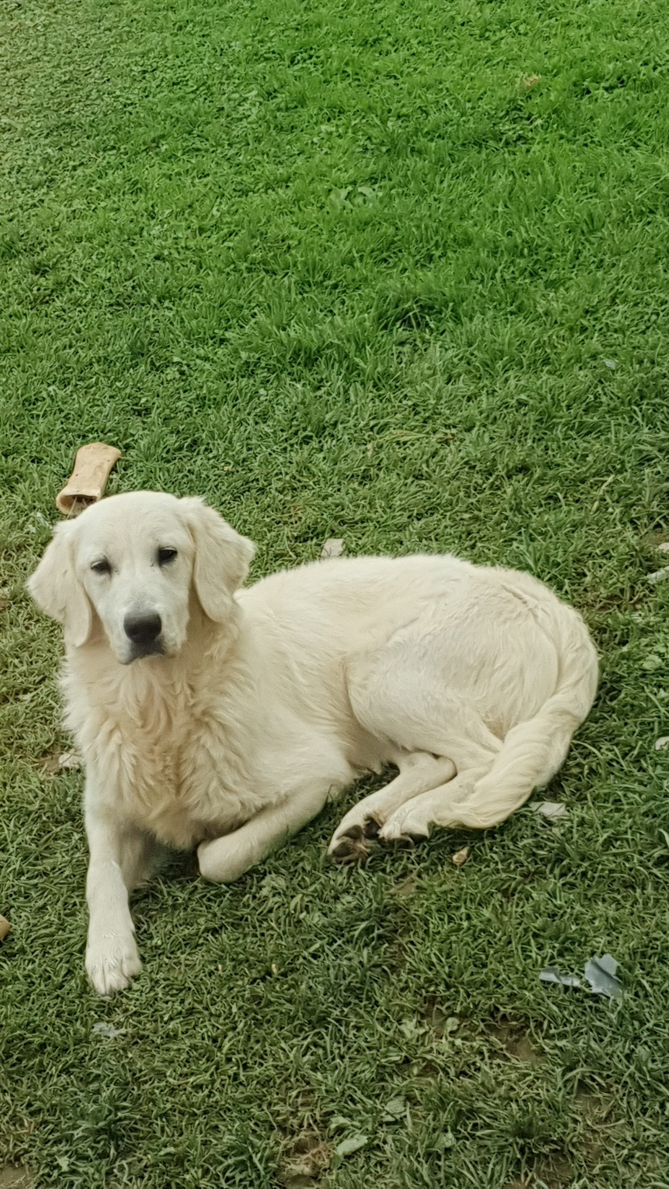 Golden Retriever for Sale in Enniscorthy