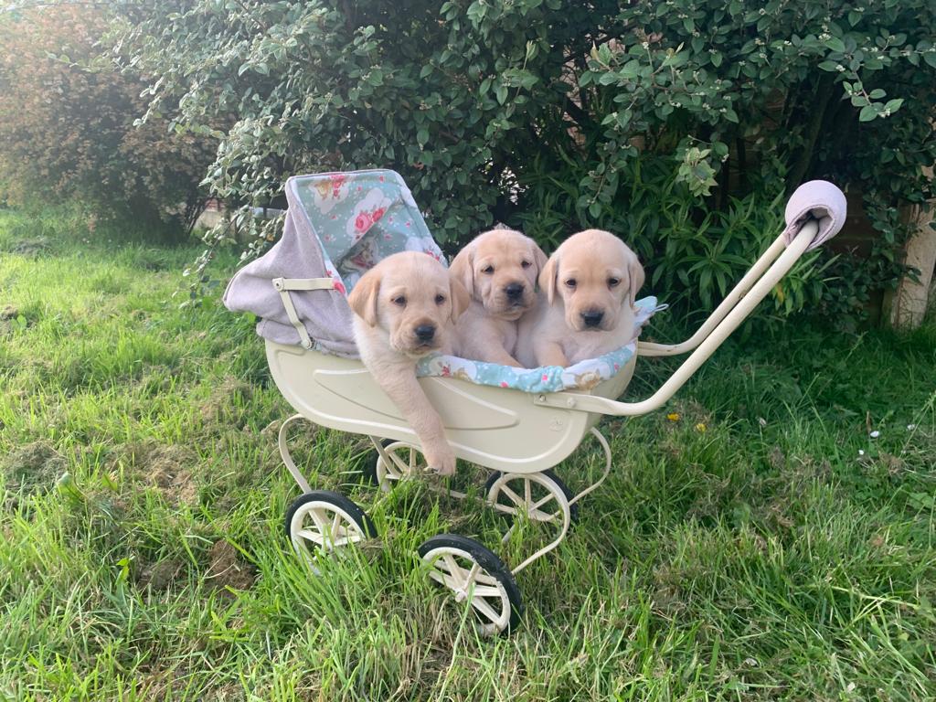 Golden Labrador Puppies for Sale in Naas