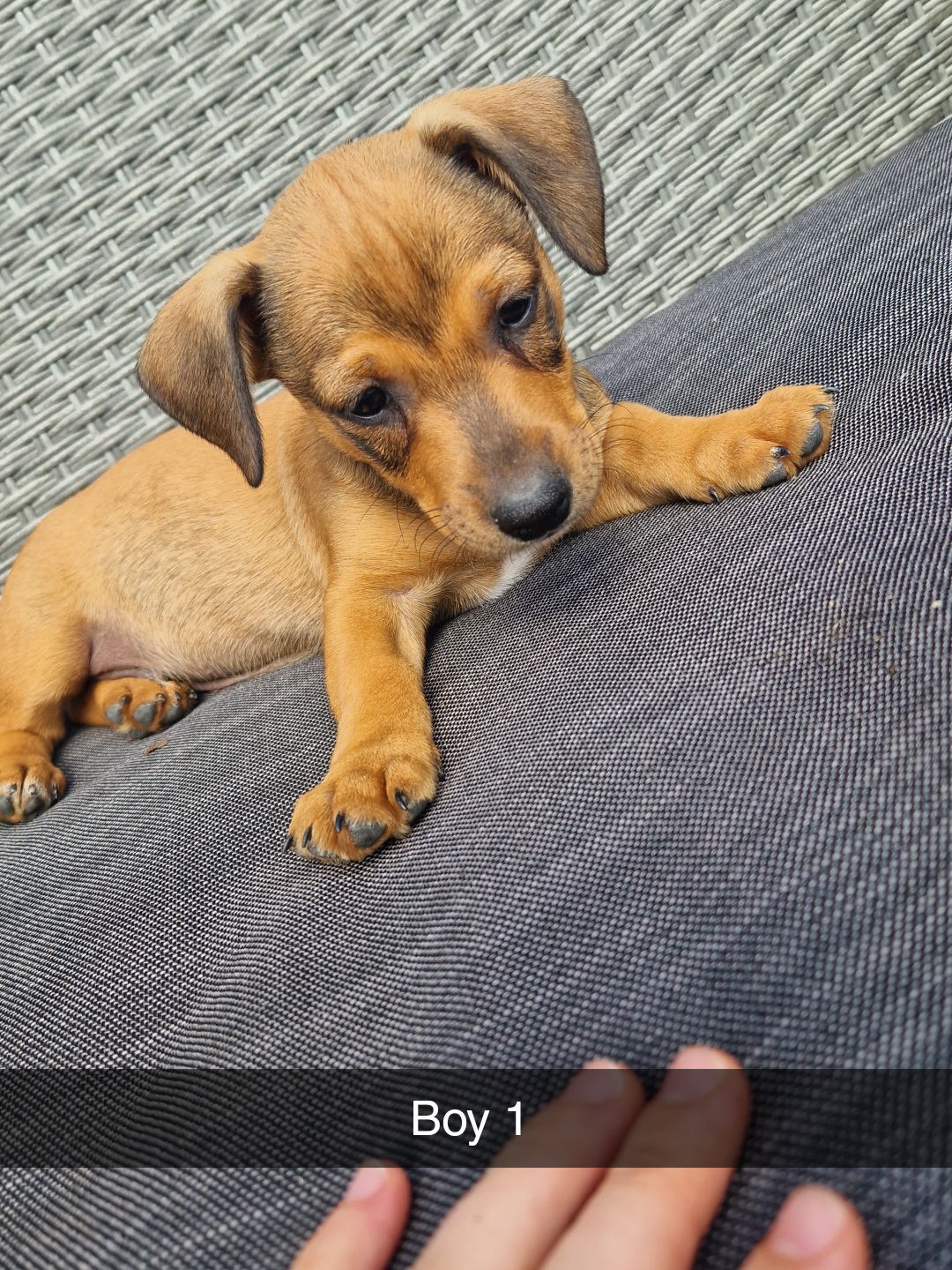 Dachshund Puppies for Sale in Youghal