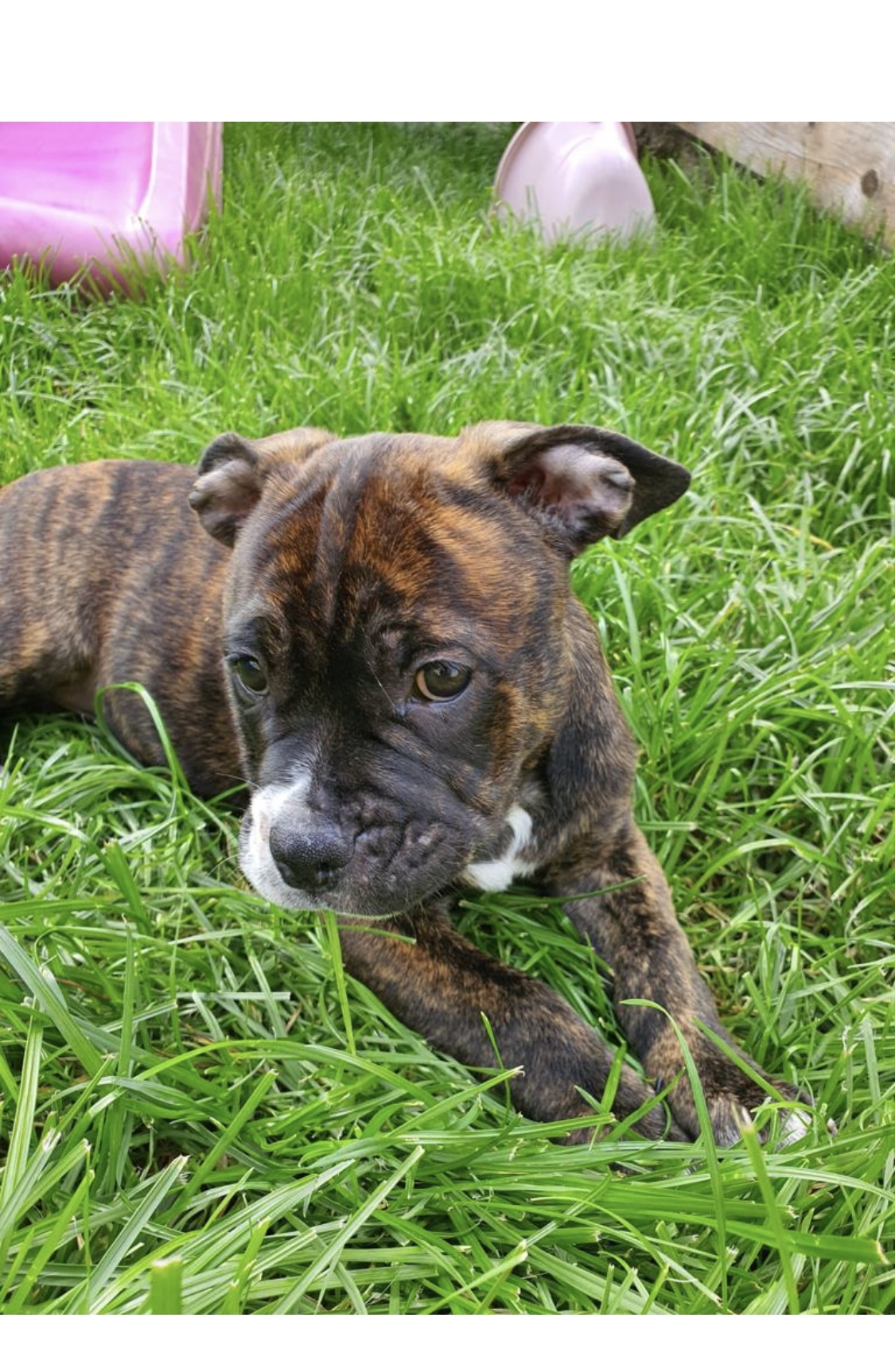 American Bully Puppies in Tipperary