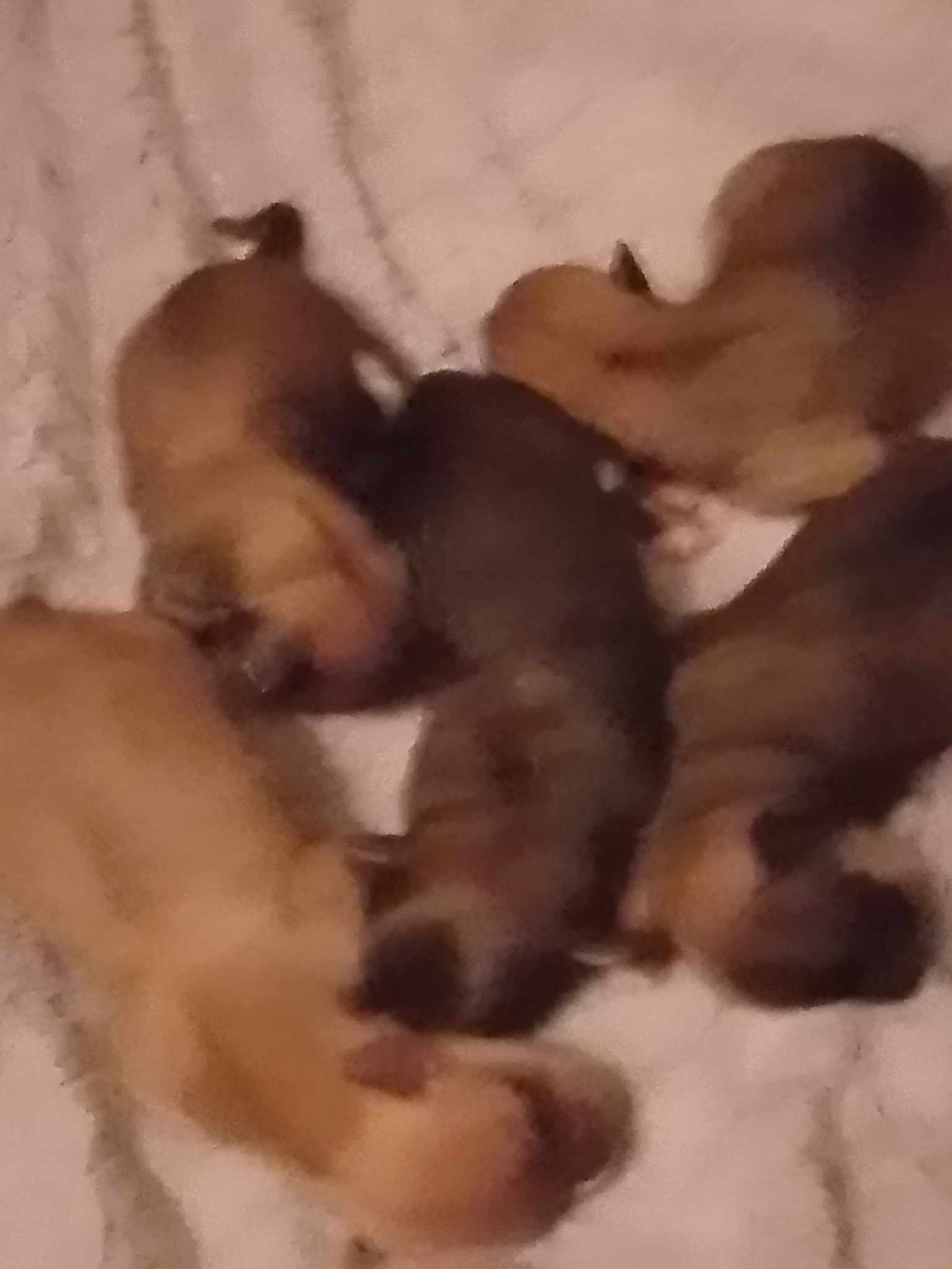 5 terrier pups