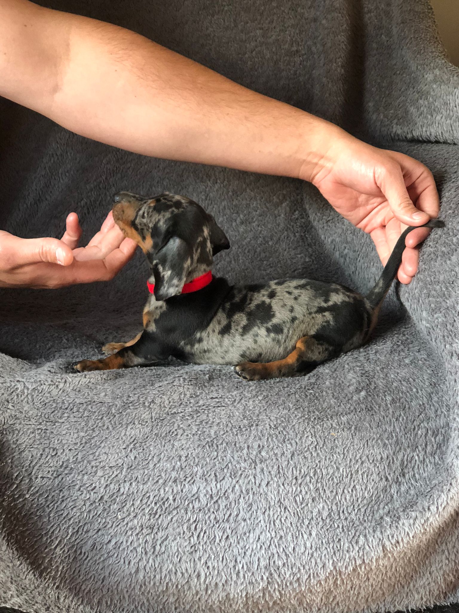 Miniature Dachshund for sale in Dublin