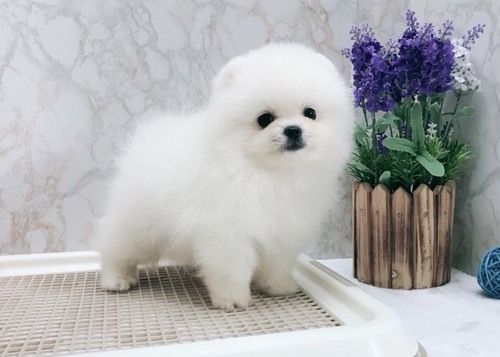 A~a beautiful litter of boys &girls Golden cavapoo