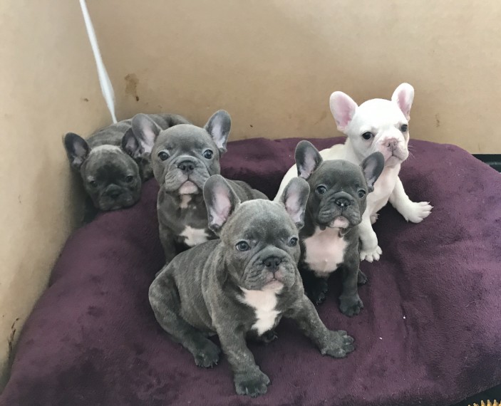 Bonjour Gorgeous pup* playful french bulldog Mia**