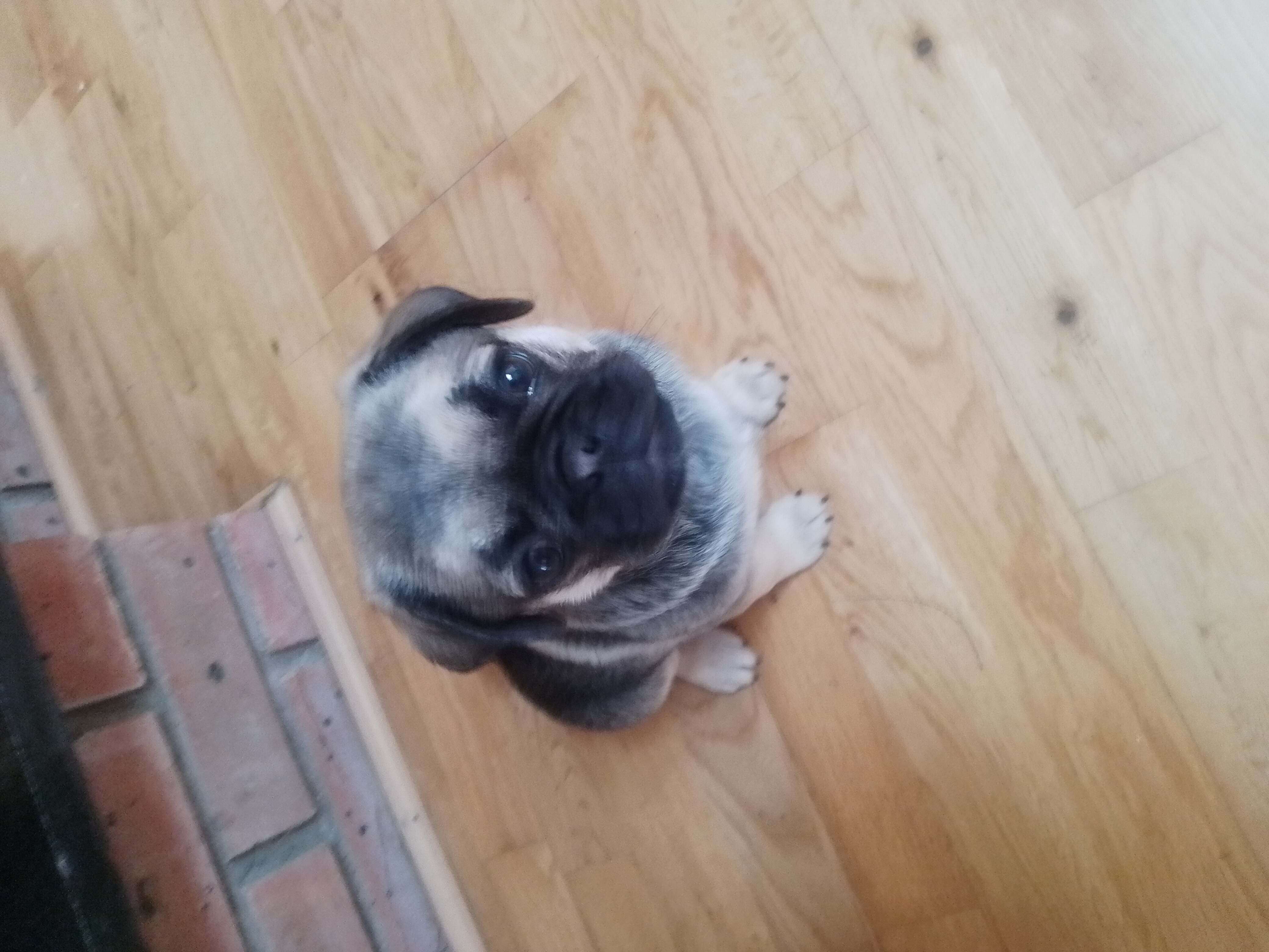 Dark Brown Pug for Sale in Millstreet