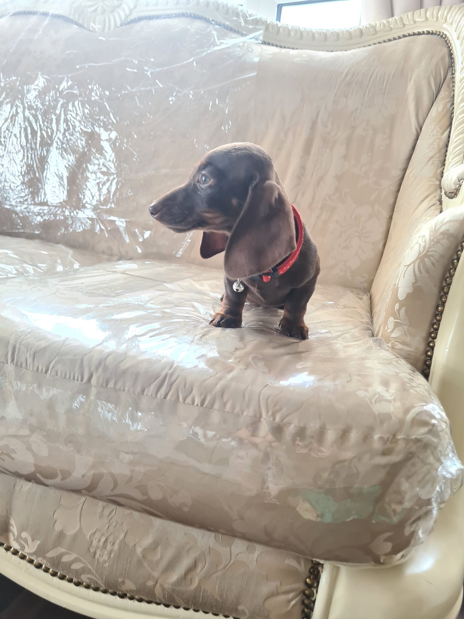Dachshund Puppy for Sale in Kildare - Affectionate