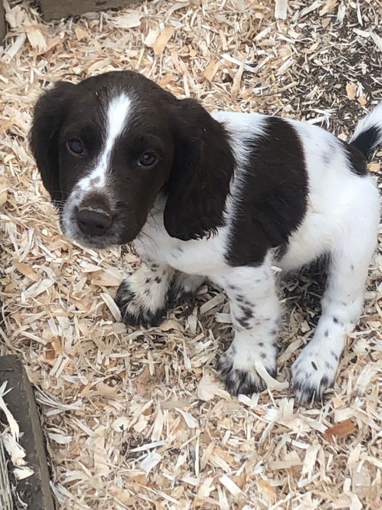 Springer Spaniel Pups
