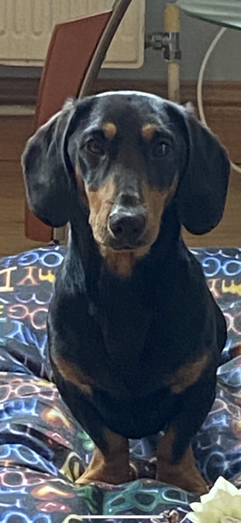 Dachshund for Sale in Dundalk - IKC Registered