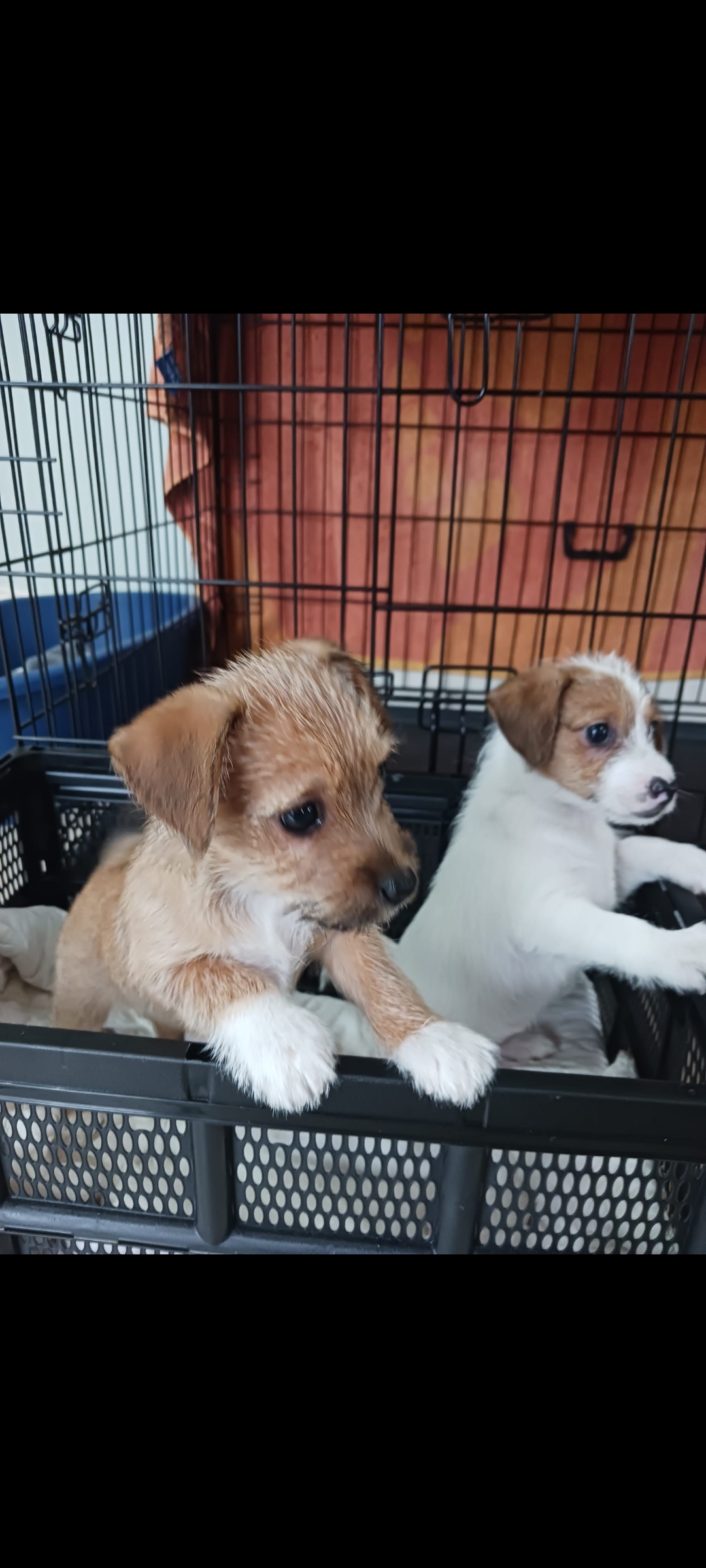 Jack Russell Terriers in Roscrea