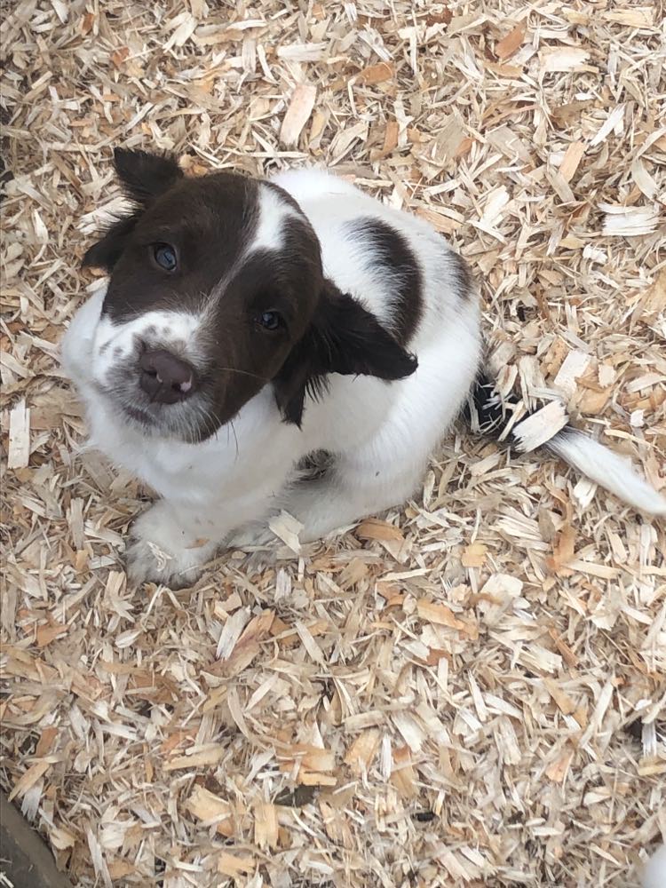 Springer Spaniel Puppies for Sale in New Ross